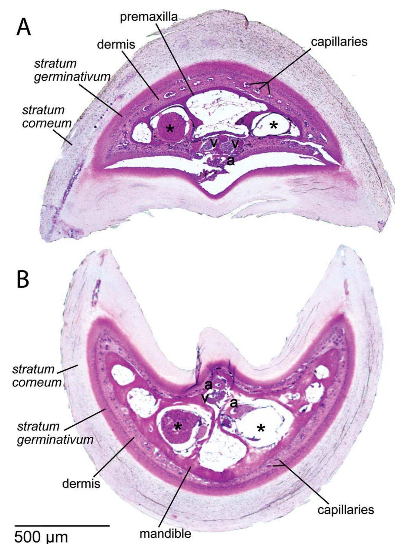 (PDF) Microanatomy of passerine hard-cornified tissues: Beak and claw ...