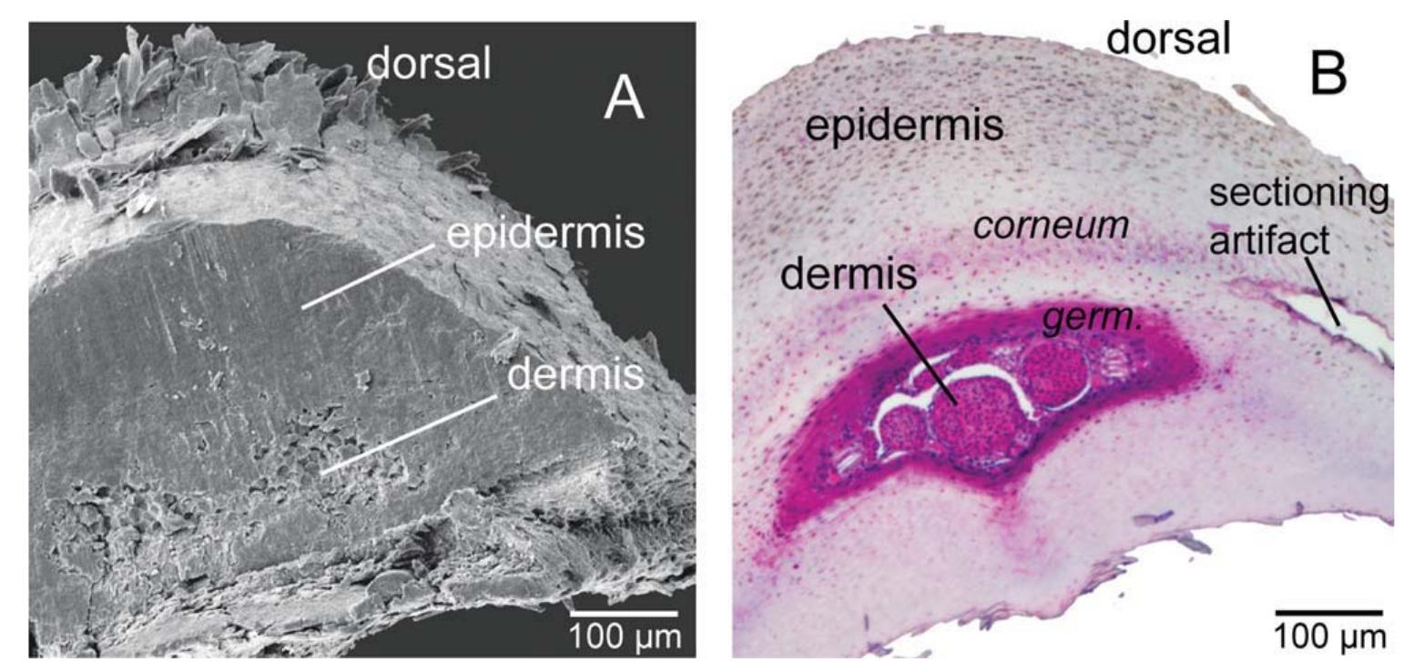 (PDF) Microanatomy of passerine hard-cornified tissues: Beak and claw ...