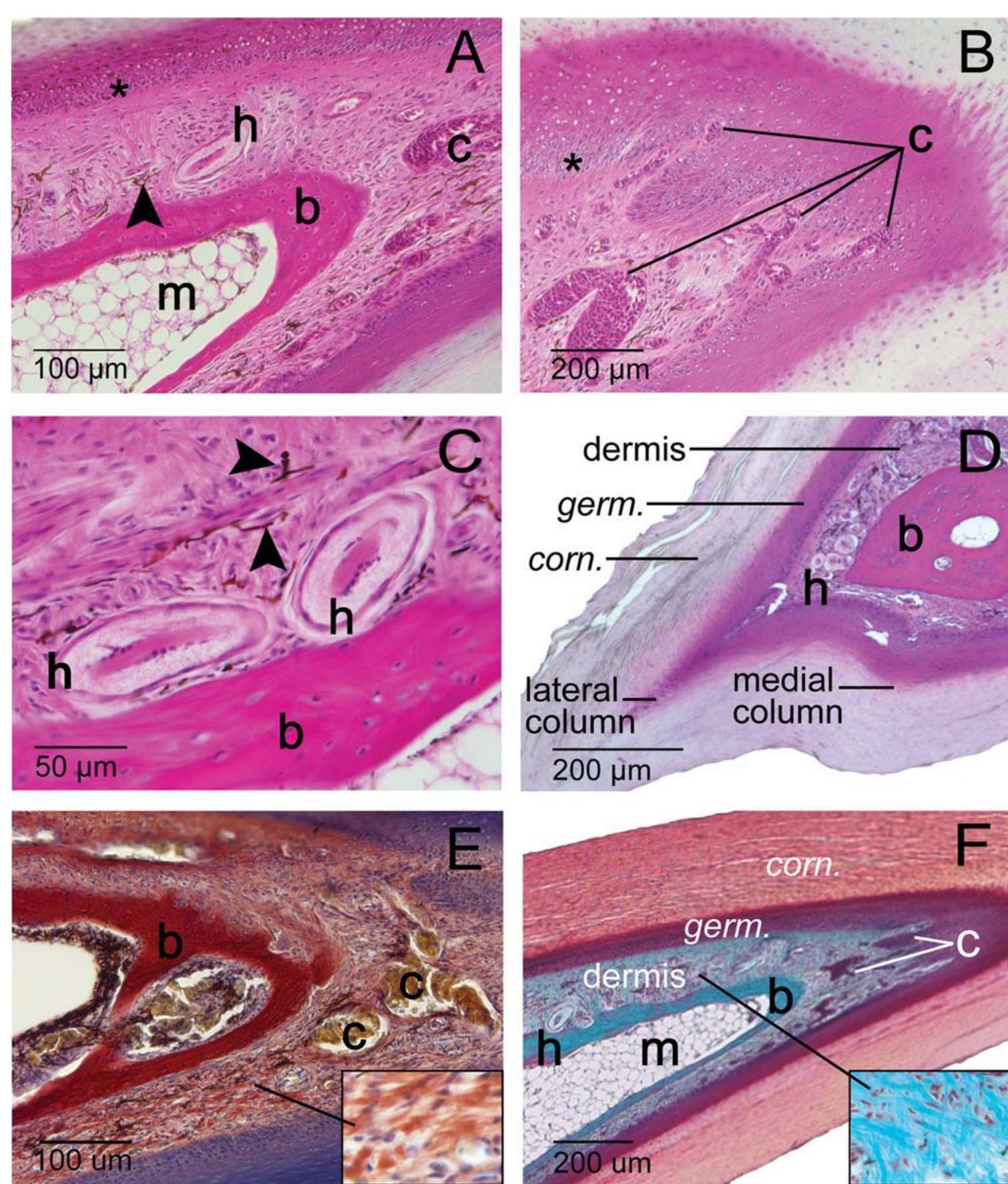 (PDF) Microanatomy of passerine hard-cornified tissues: Beak and claw ...