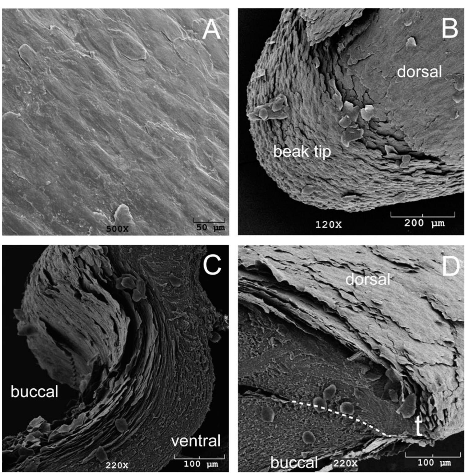 (PDF) Microanatomy of passerine hard-cornified tissues: Beak and claw ...