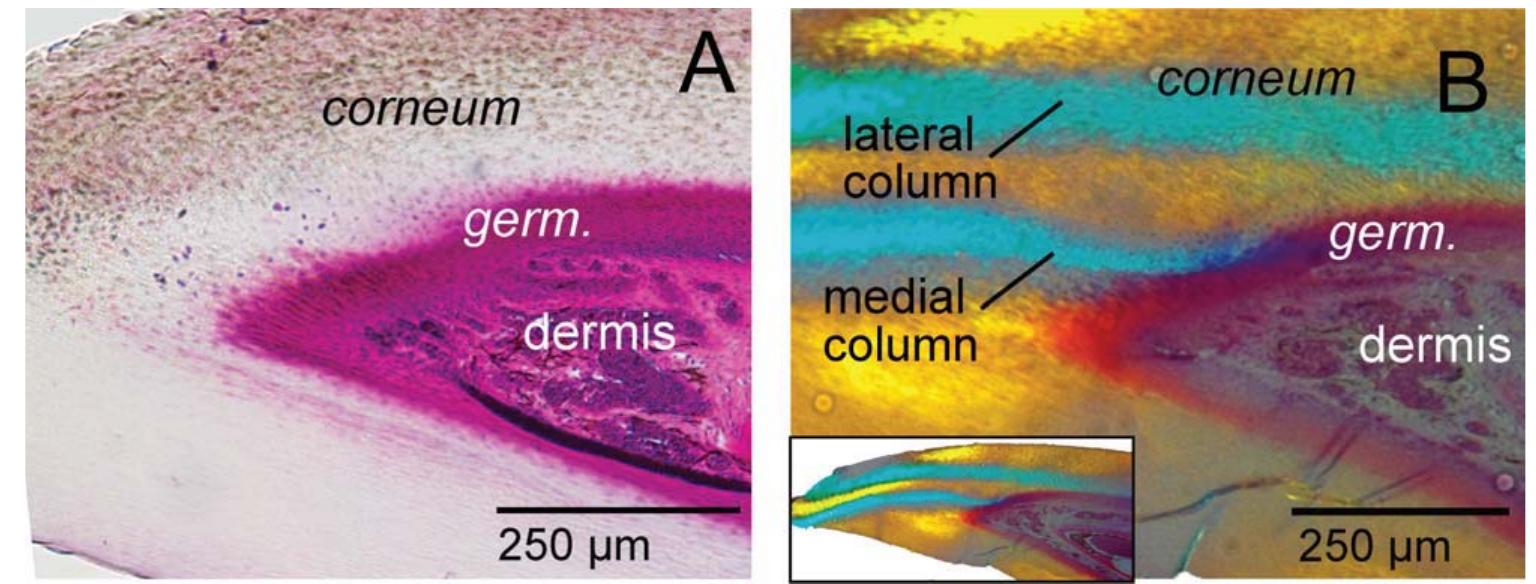 (PDF) Microanatomy of passerine hard-cornified tissues: Beak and claw ...