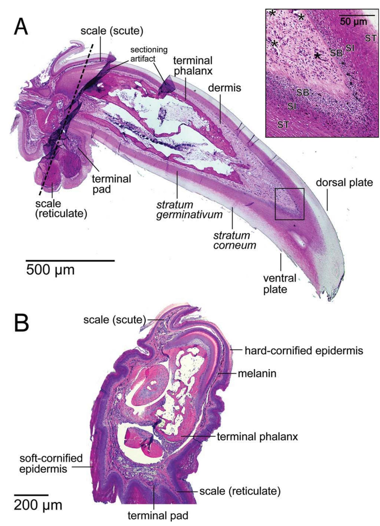 (PDF) Microanatomy of passerine hard-cornified tissues: Beak and claw ...