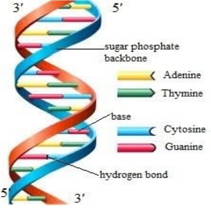 (PDF) DNA Based Cryptography : A Review