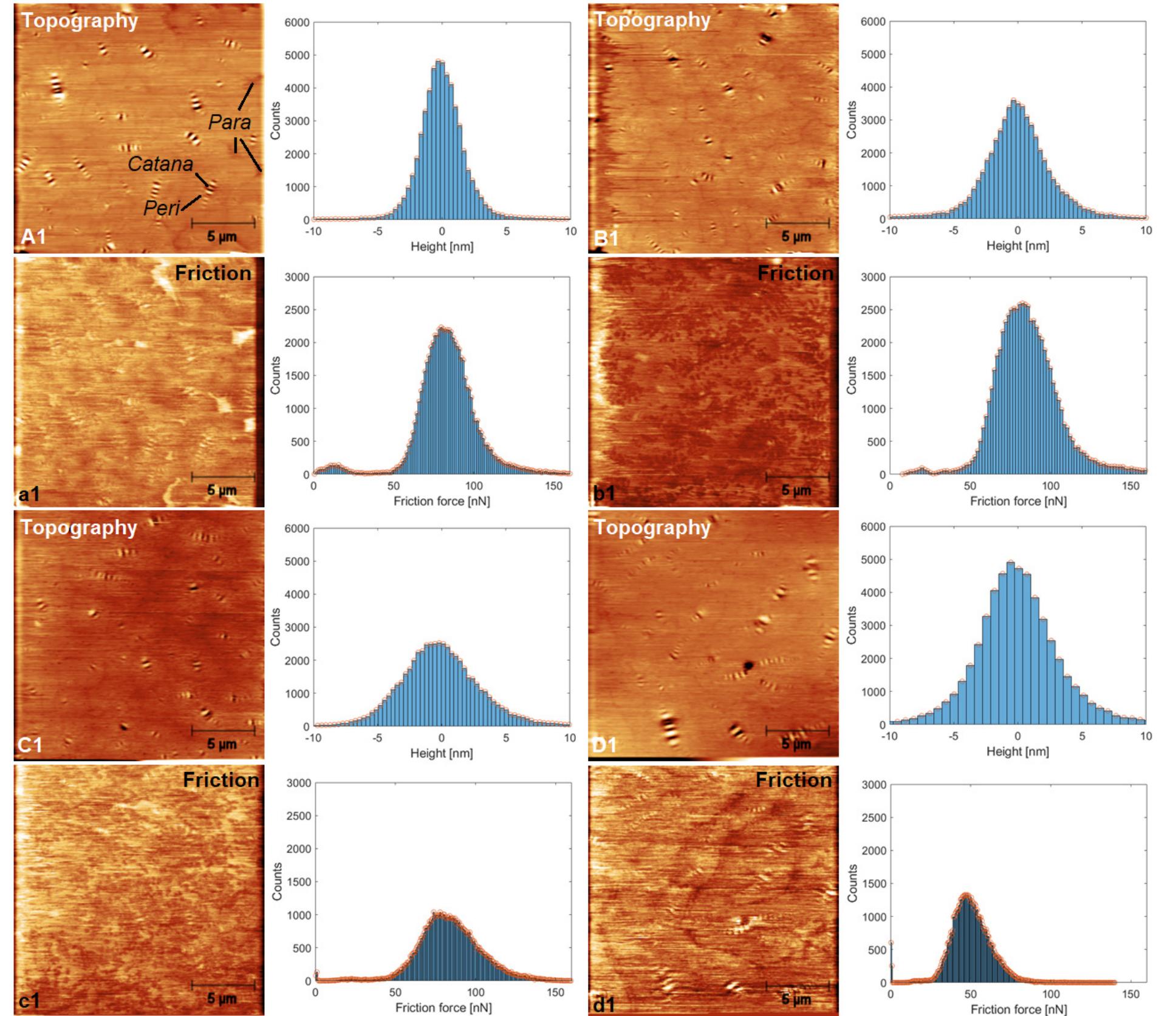 Afm topography and friction images with their corresponding