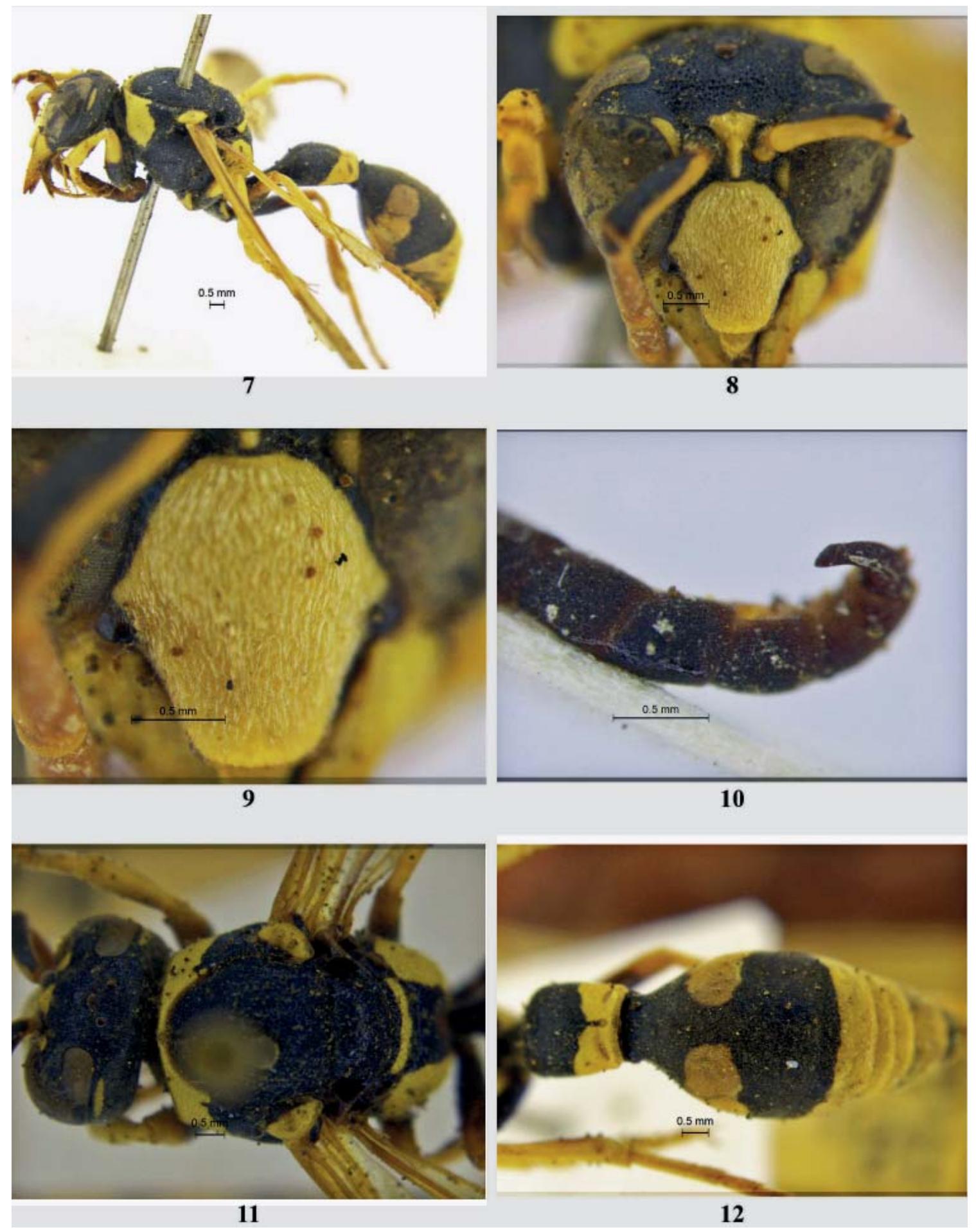 Metasomal Terga (PDF) Additions to the knowledge of the genus Katamenes Meade-Waldo ...
