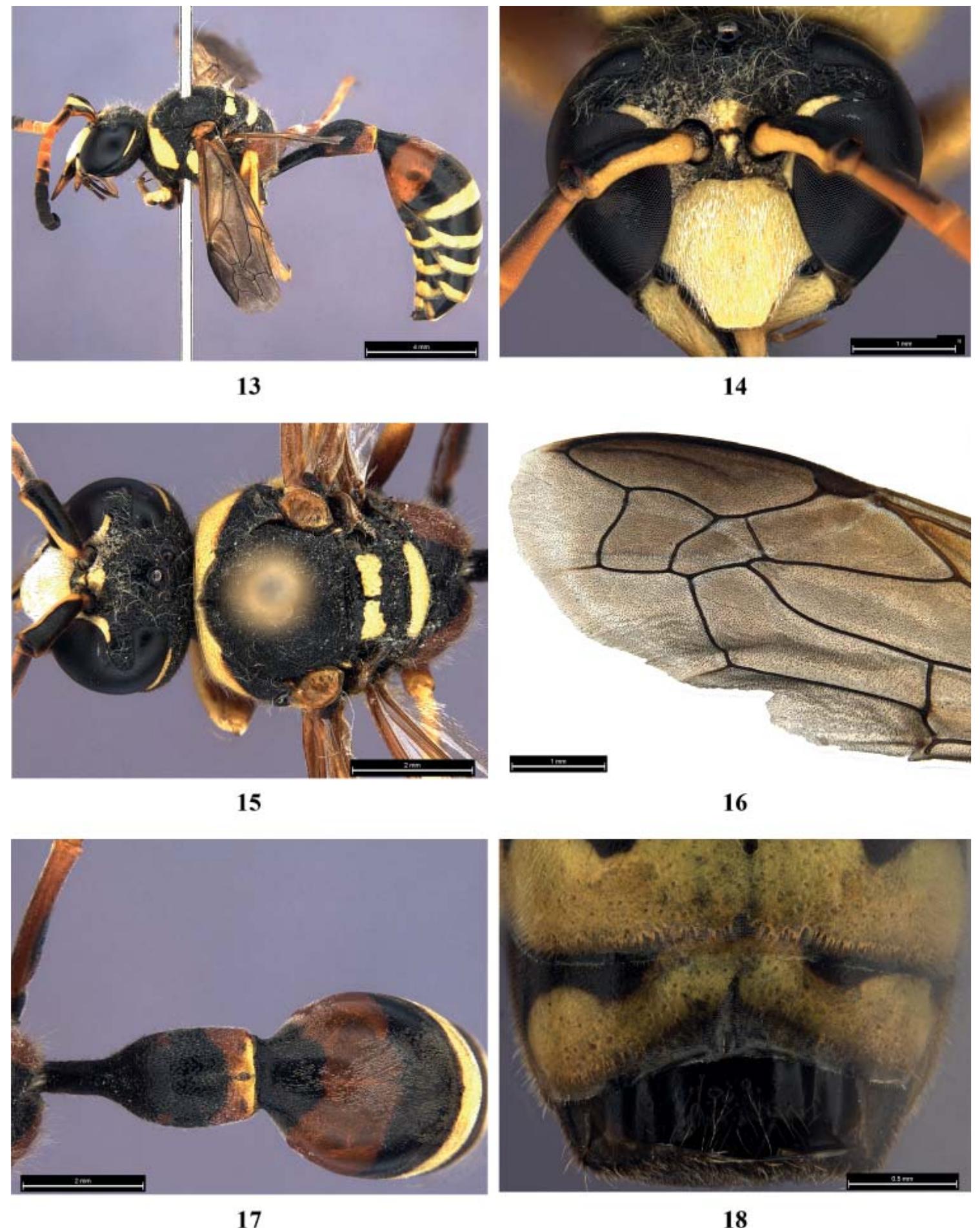 Metasomal Terga (PDF) Additions to the knowledge of the genus Katamenes Meade-Waldo ...