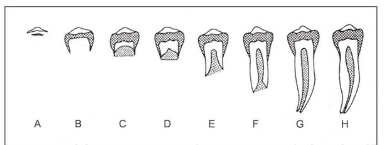 Demjrian's scale for dental growth and teeth mineralisation