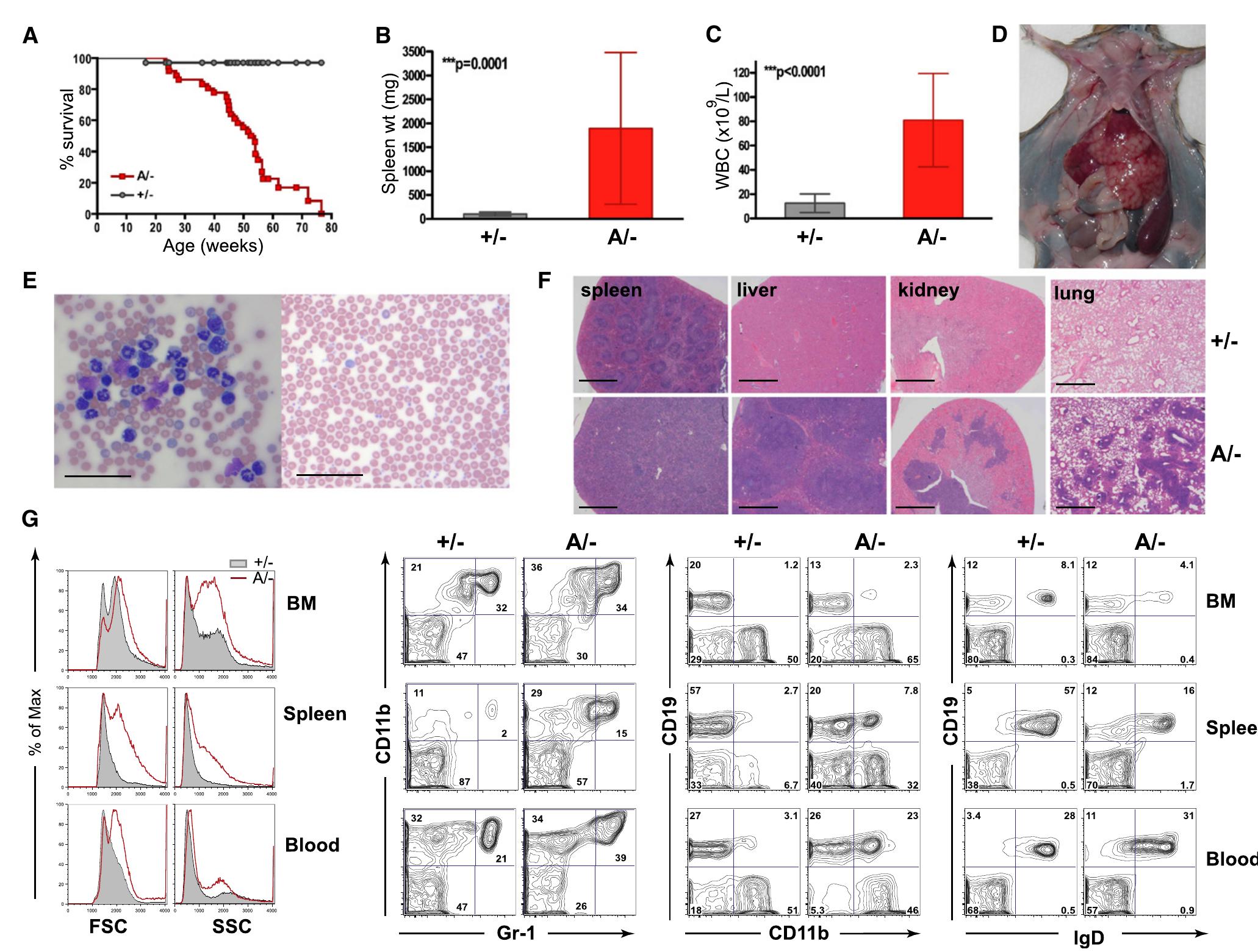 (PDF) Myeloid Leukemia Development in c-Cbl RING Finger Mutant Mice Is ...