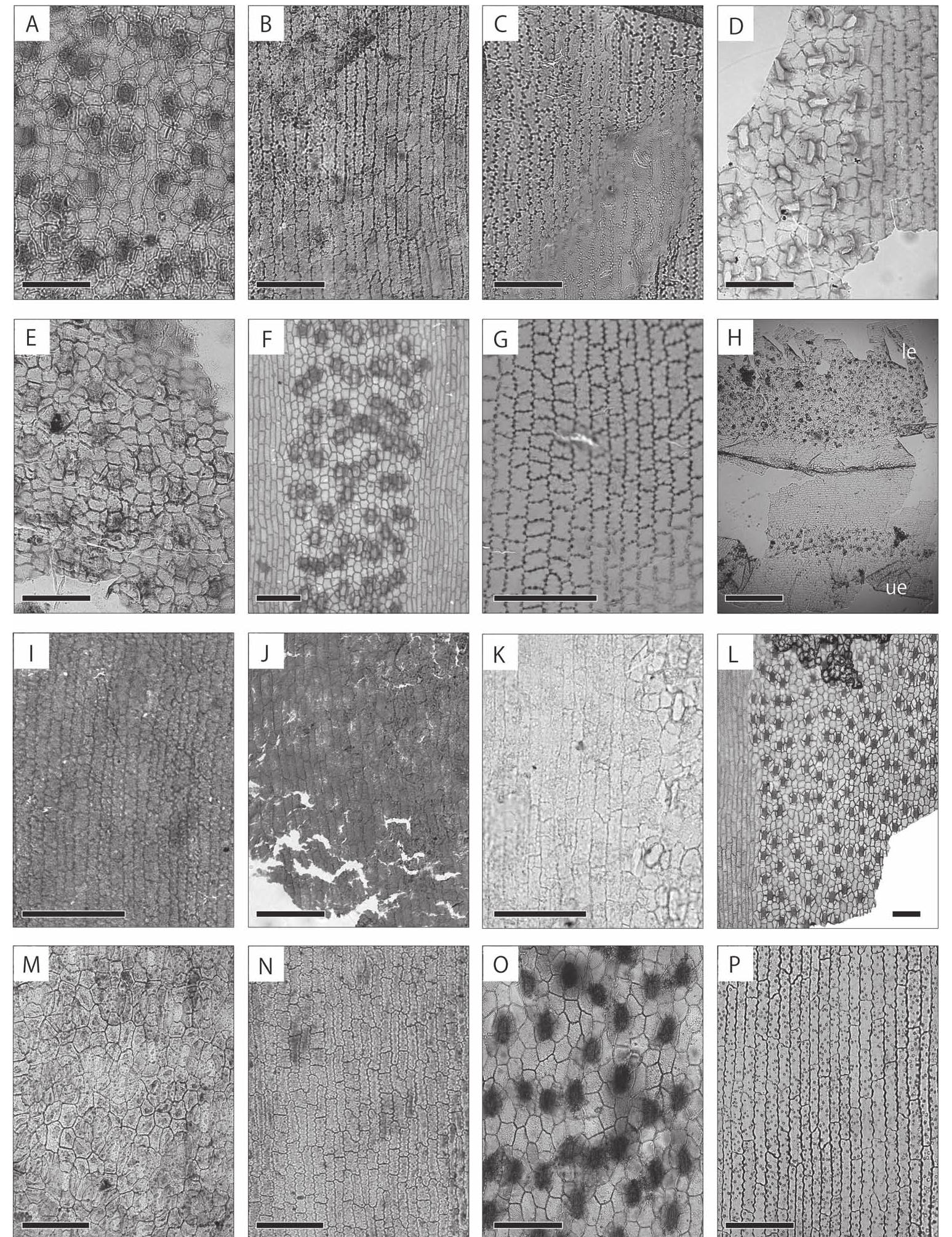 (PDF) Revision of Cunninghamia protokonishii Tanai et Onoe (Pinopsida ...