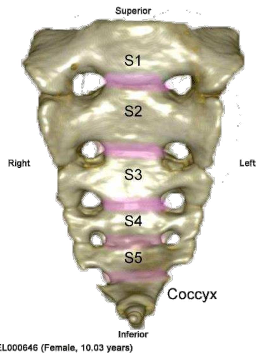 6. anterior view of a mdct scan of the sacrum: the five