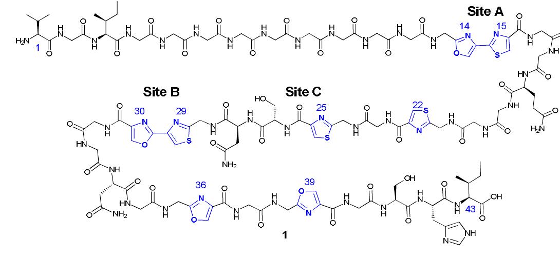Poison Strands (PDF) Synthesis of full length and truncated microcin B17 analogues as ...