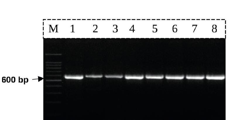 (PDF) DNA-barcoding and Species Identification for some Saudi Arabia ...