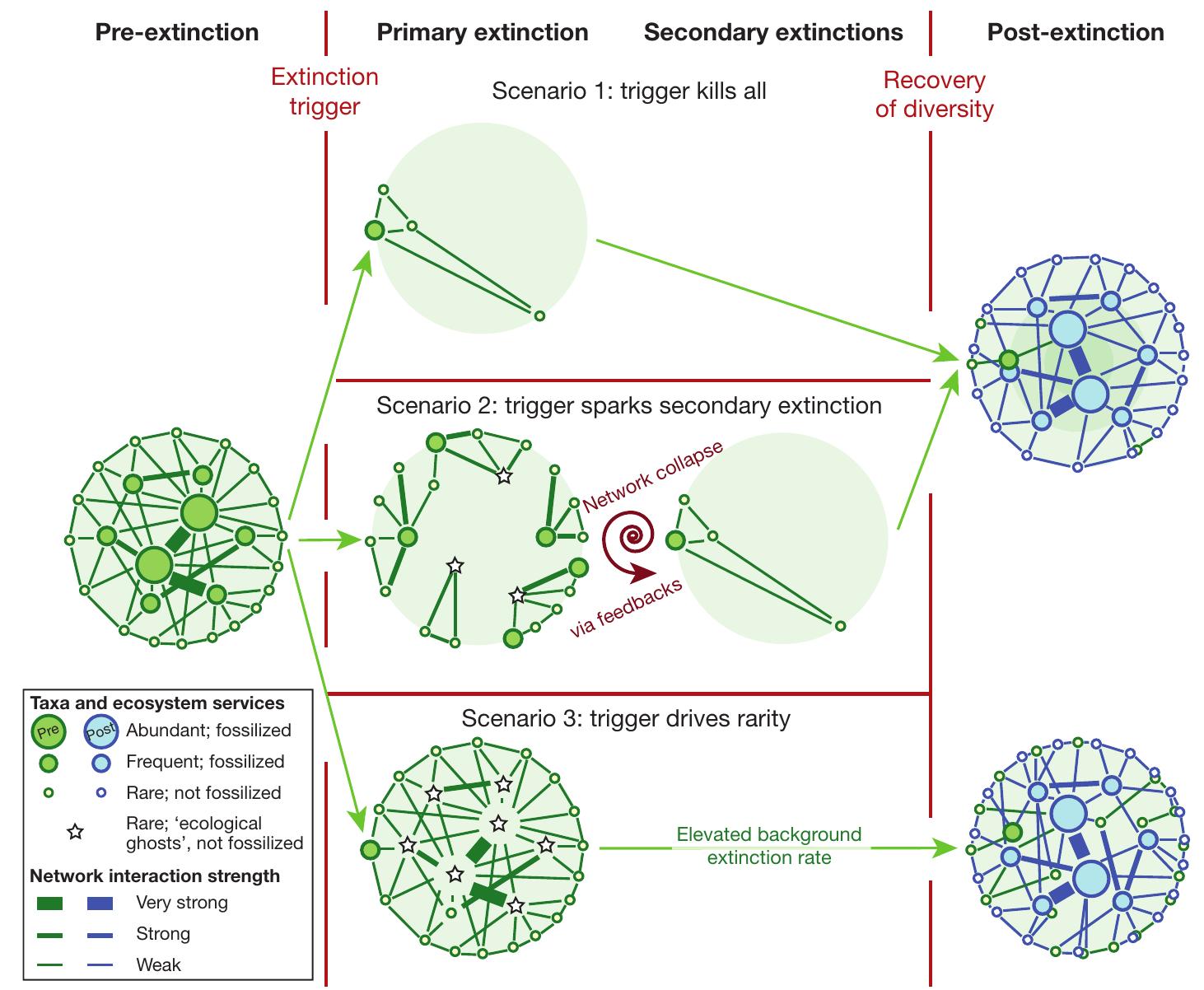 (PDF) Rarity in mass extinctions and the future of ecosystems