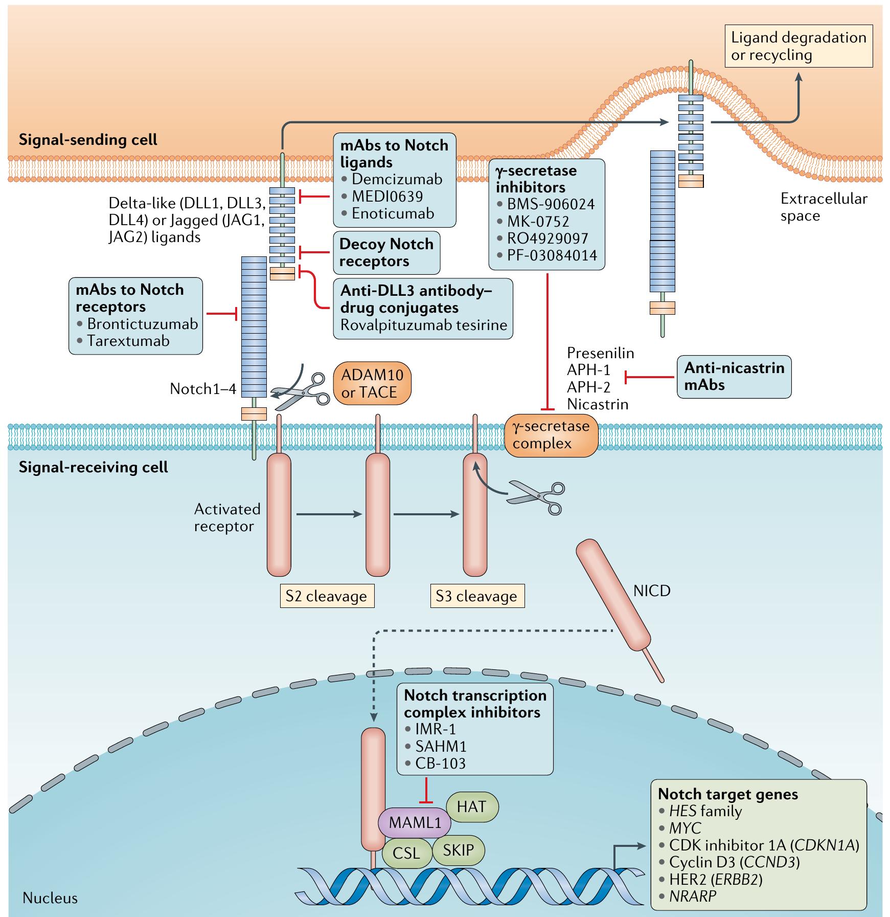 (PDF) Targeting signalling pathways and the immune microenvironment of ...