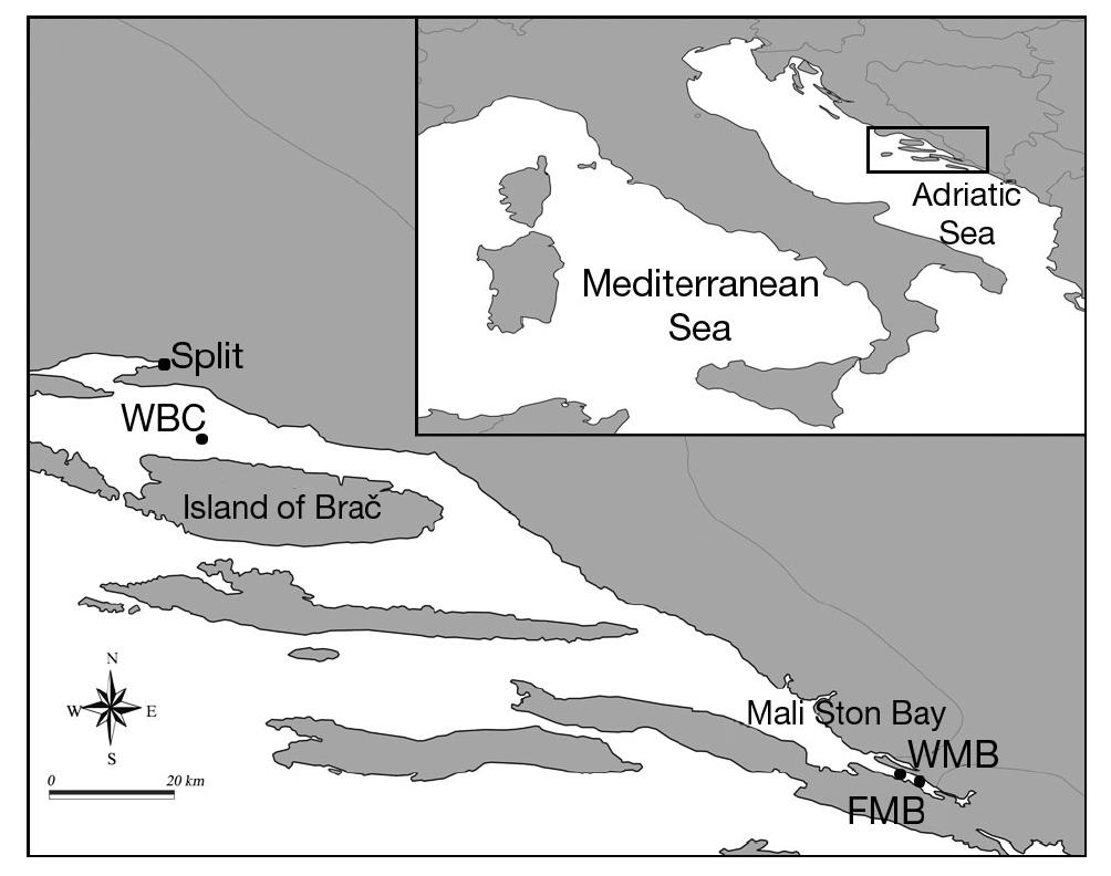 (PDF) Morphological and molecular differentiation of wild and farmed ...
