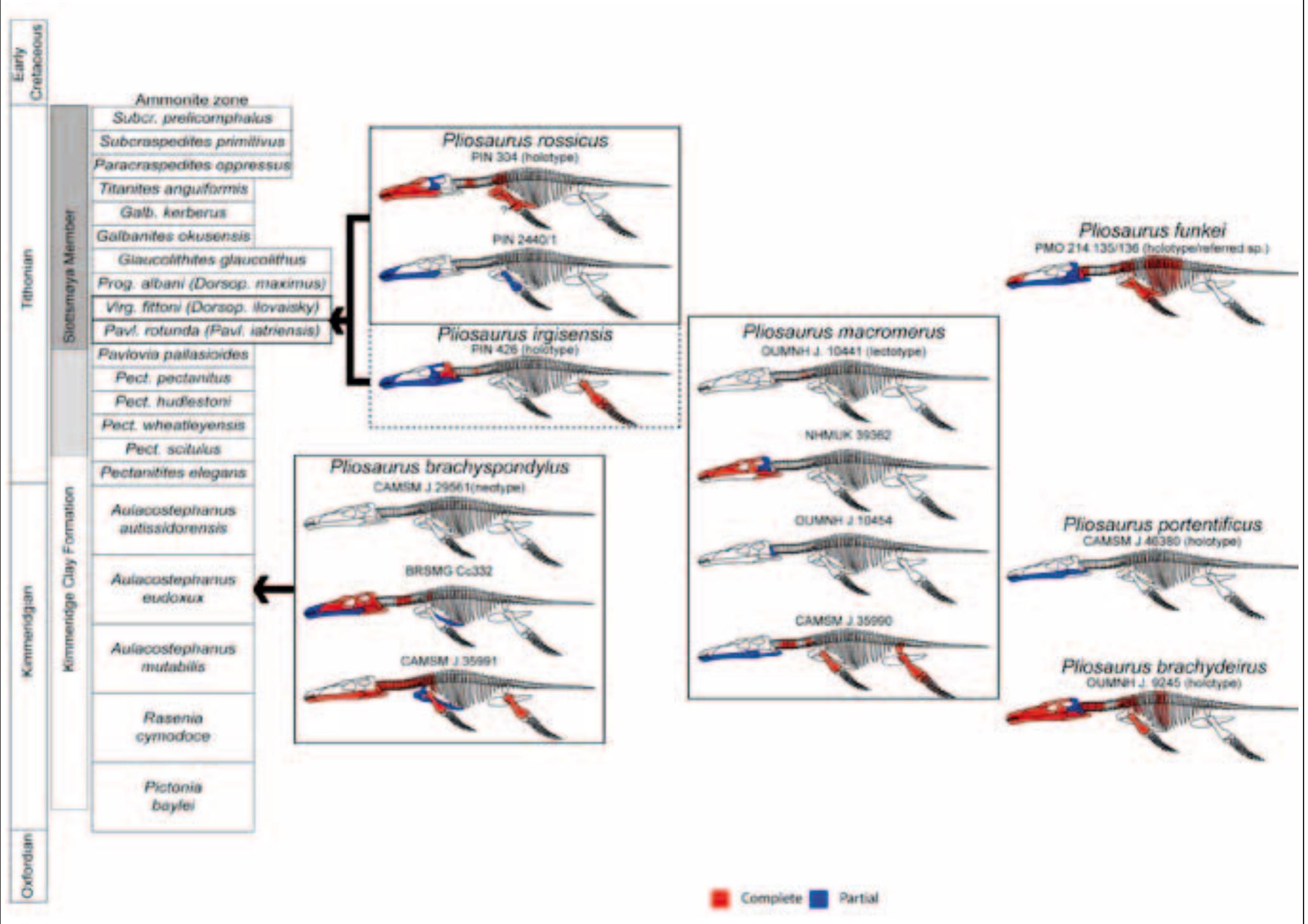 (PDF) A taxonomic revision of the genus Pliosaurus (Owen, 1841a) Owen ...