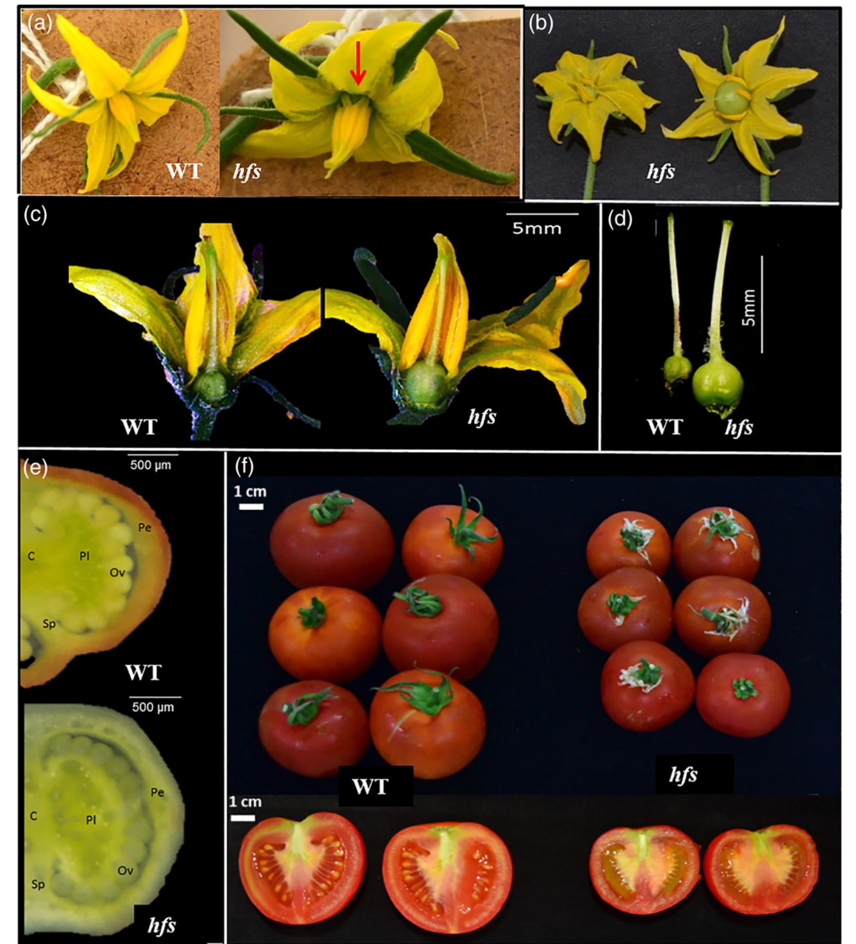 (PDF) Identification and characterisation of the tomato parthenocarpic ...