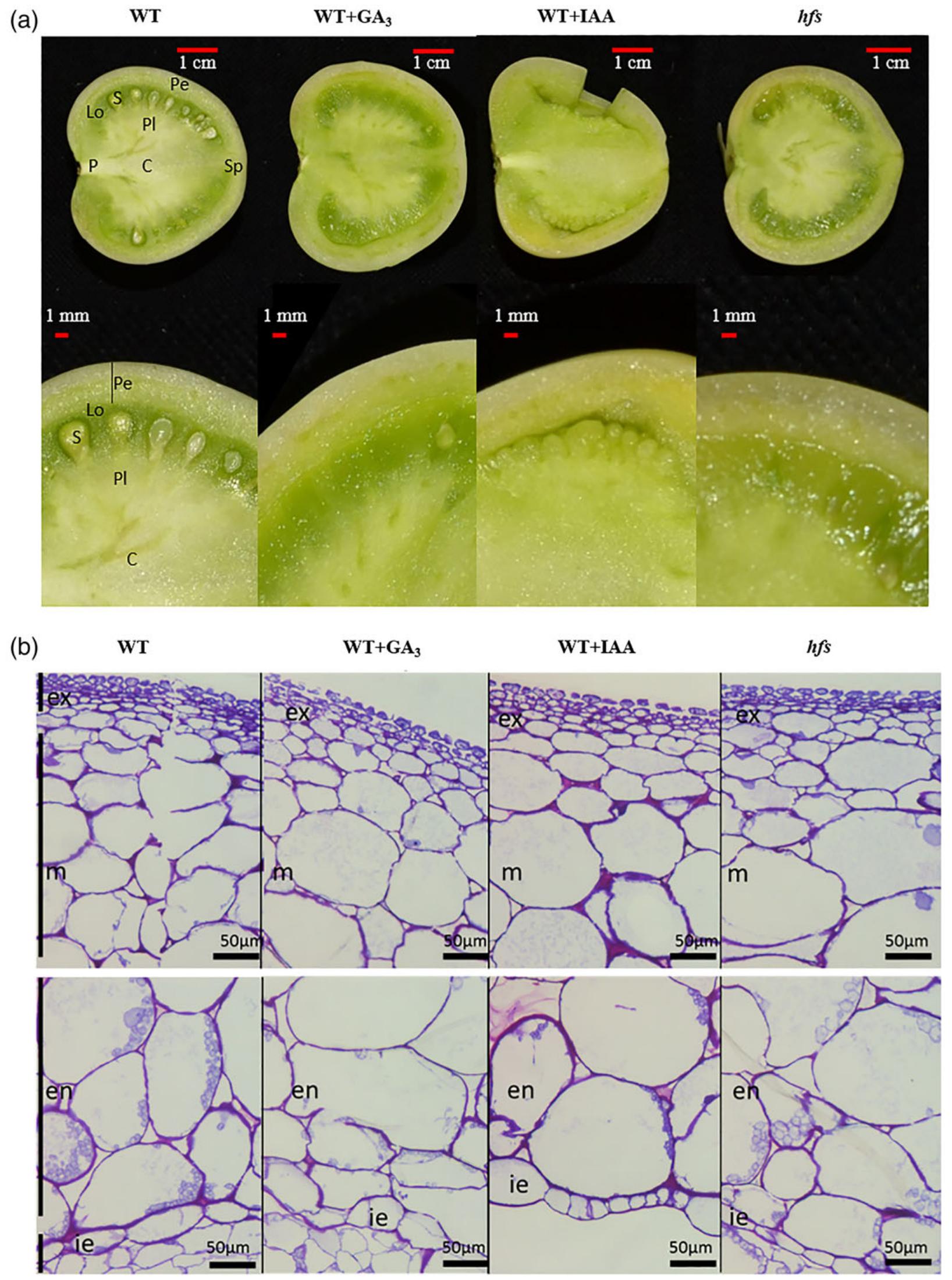 (PDF) Identification and characterisation of the tomato parthenocarpic ...