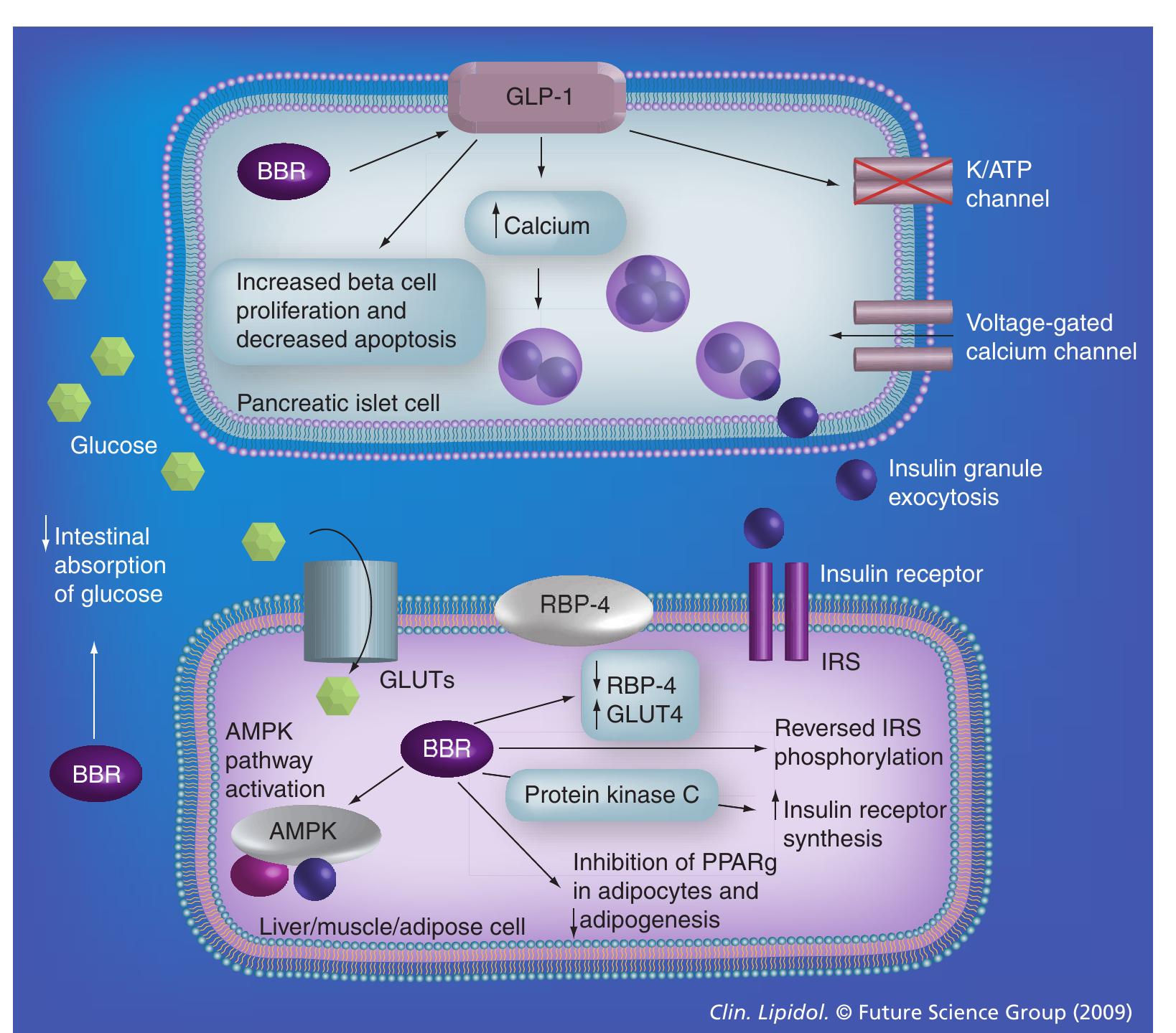 (PDF) Metabolic and cardiovascular effects of berberine: from ...