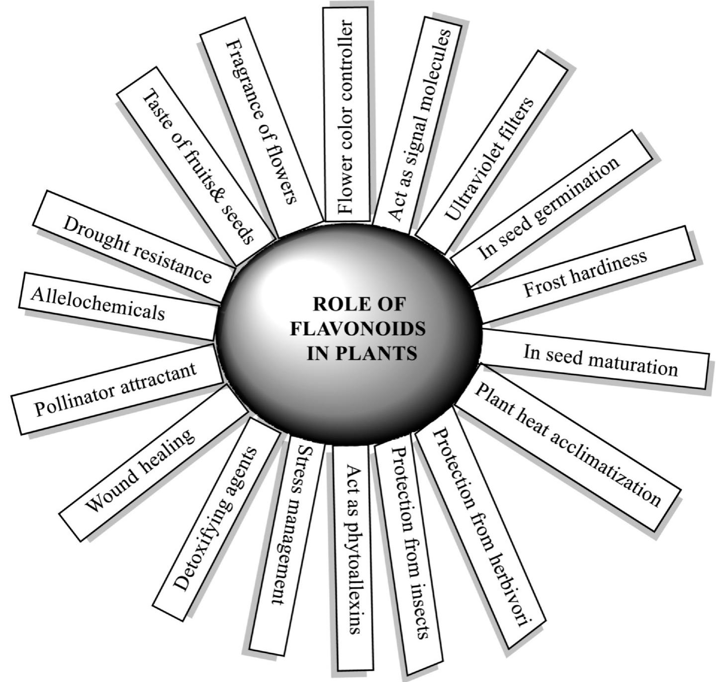 Different role of flavonoids in the plants.