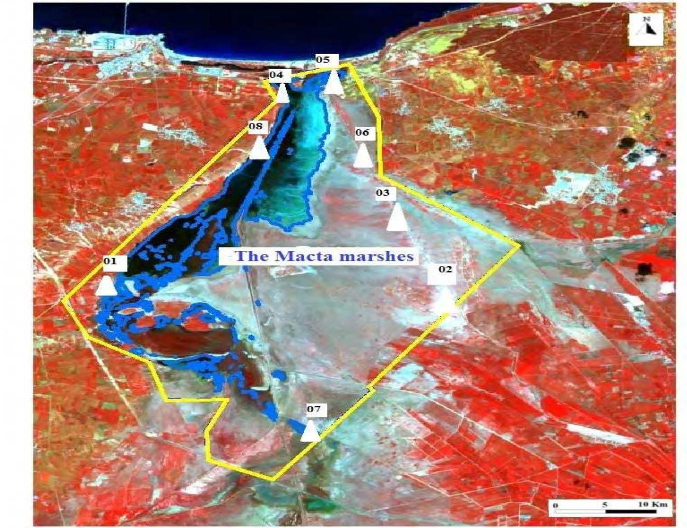 Fig. 3 Delimitation of the reserved zone of Macta marshes following the boundary determination of the forest services (yellow line). Localization of 8 observations stations. Image OLI-Landsat 8, August 2016. 