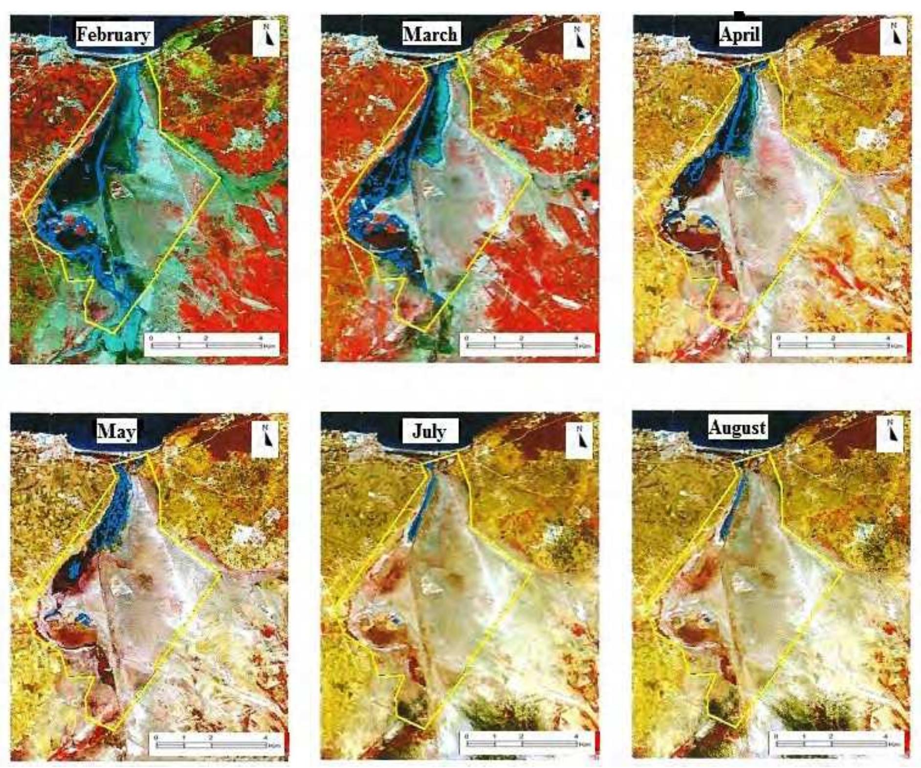 Fig. 7 monthly variations at the level of water (in blue) in Macta marshes (wet zone delimitation in yellow) (Images OLI Landsat 8; 2016).  The desiccation due to the water volume decrease increases the organic and mineral nutriments 