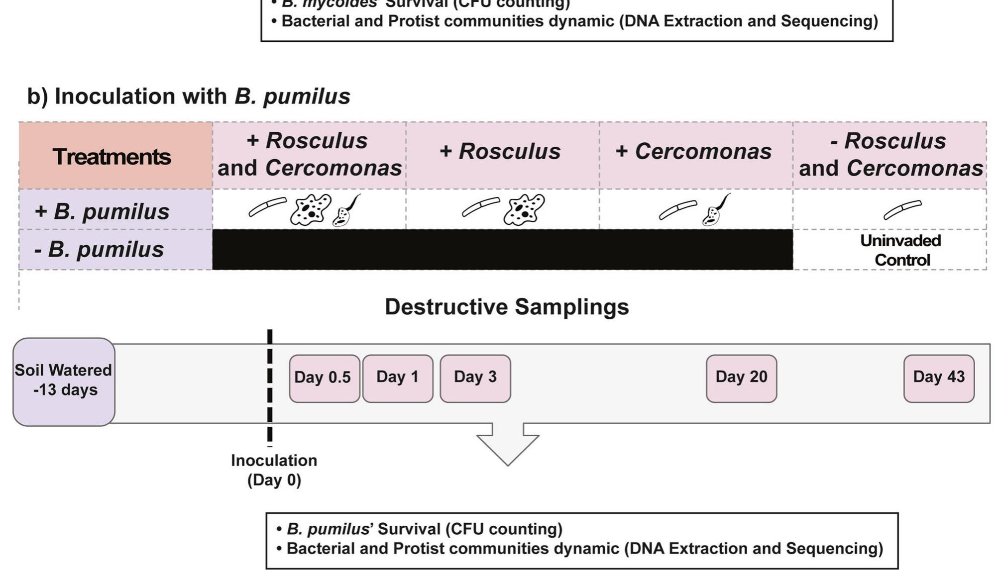 (PDF) The impact of protozoa addition on the survivability of Bacillus ...