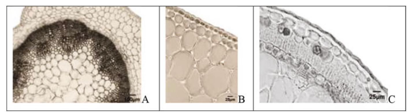 Halomorphic (PDF) Anatomical Adaptations of Halophytes Within the Southern ...