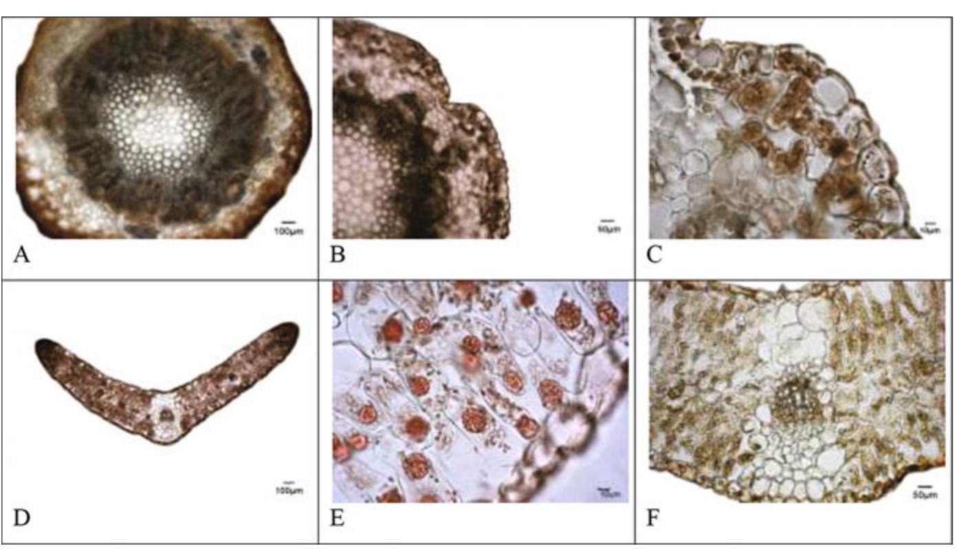 Halomorphic (PDF) Anatomical Adaptations of Halophytes Within the Southern ...