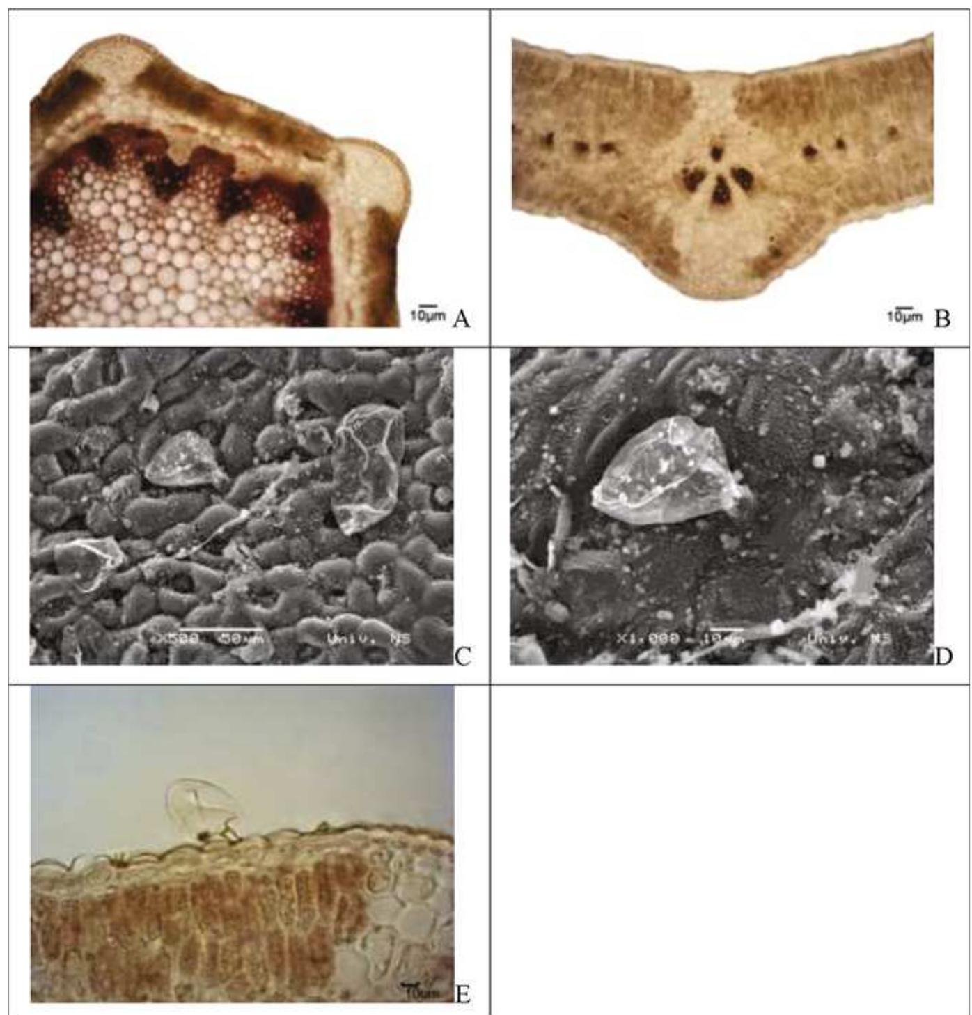 Salt Bladder Cross-section of atriplex littoralis. (a) stem; (b) lamina