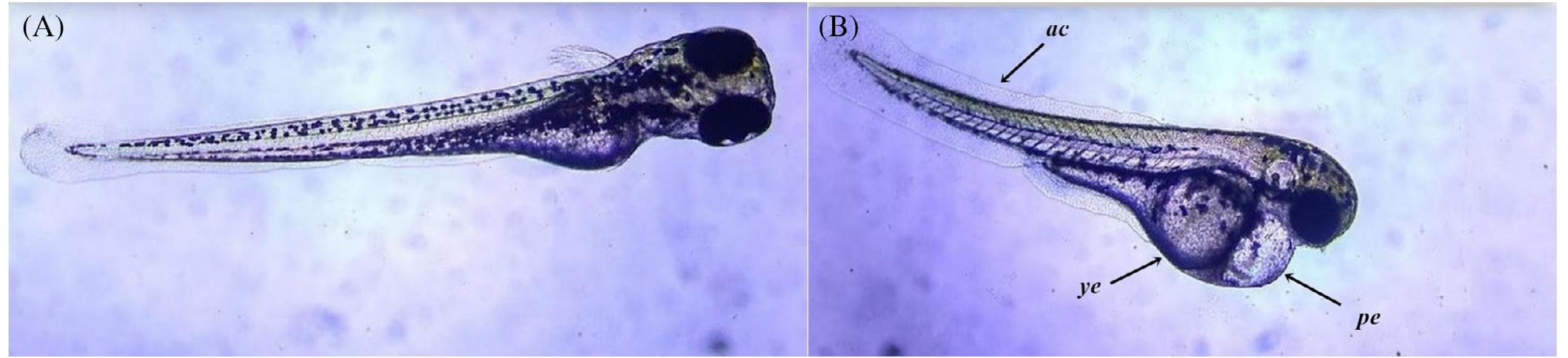 (PDF) Proteomics analysis of zebrafish larvae exposed to 3,4 ...