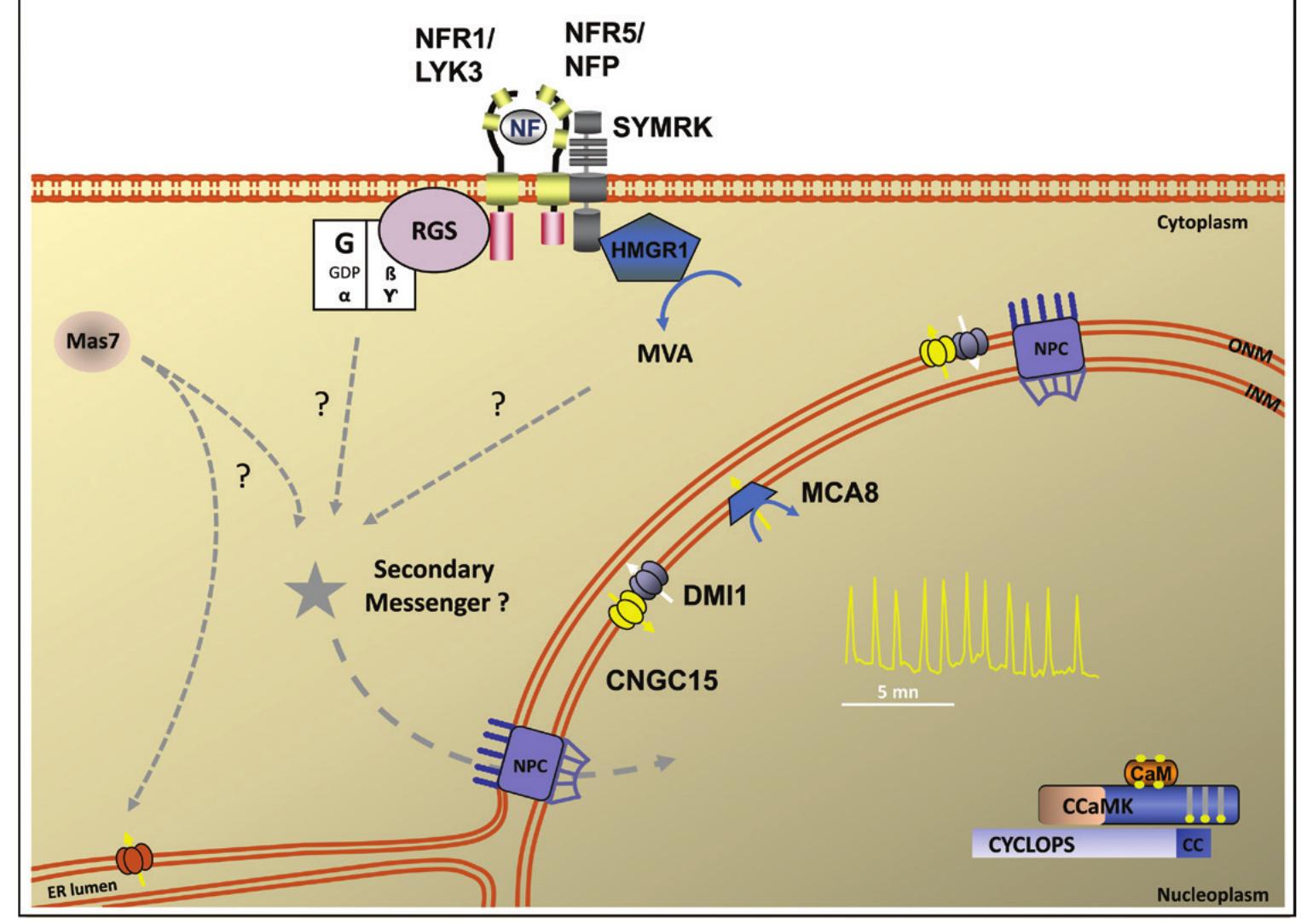 Nodulation Factor (PDF) Calcium signals in the plant nucleus: origin and function
