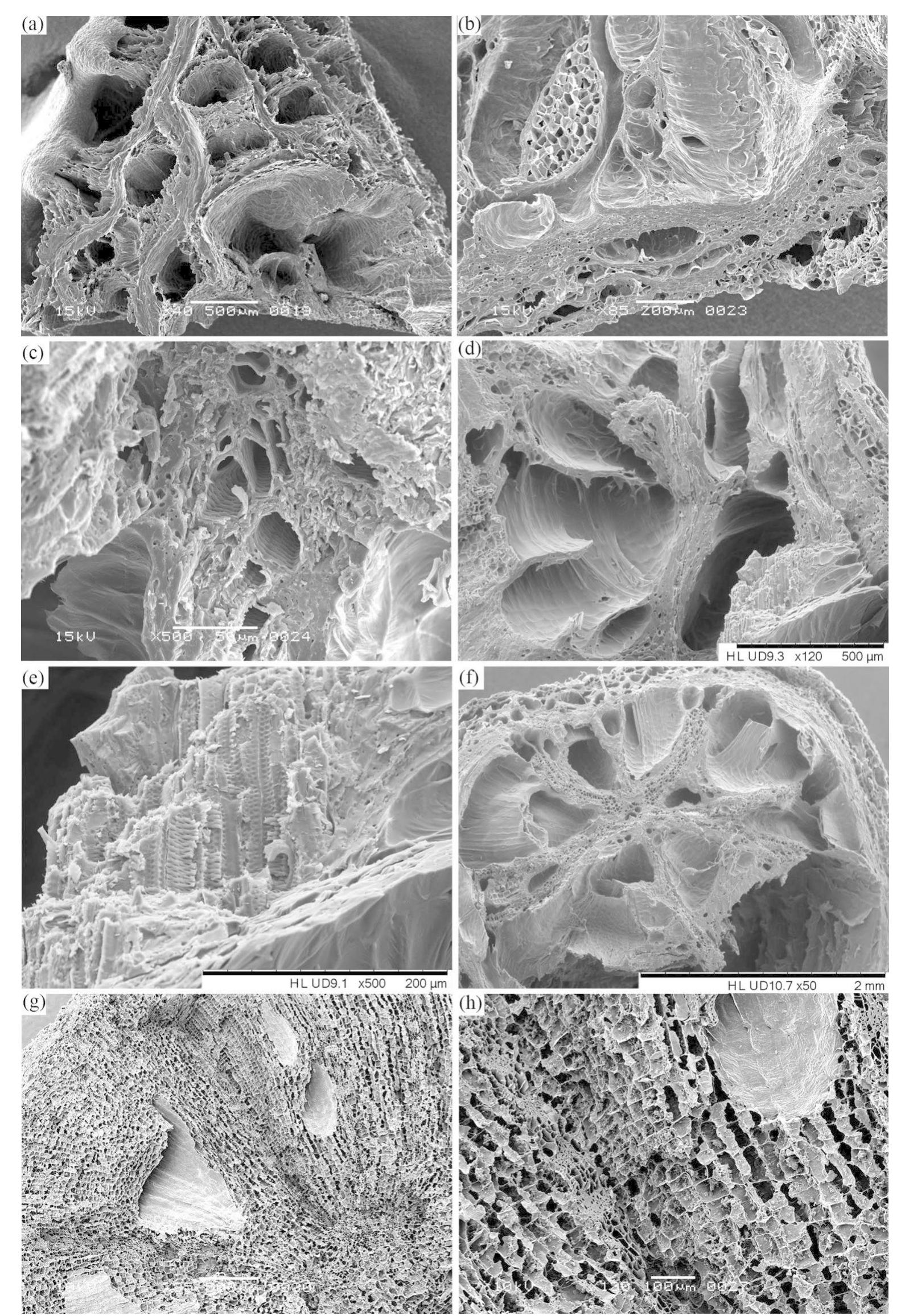 Sem Tissue Sem images of charred modern reference material of l.