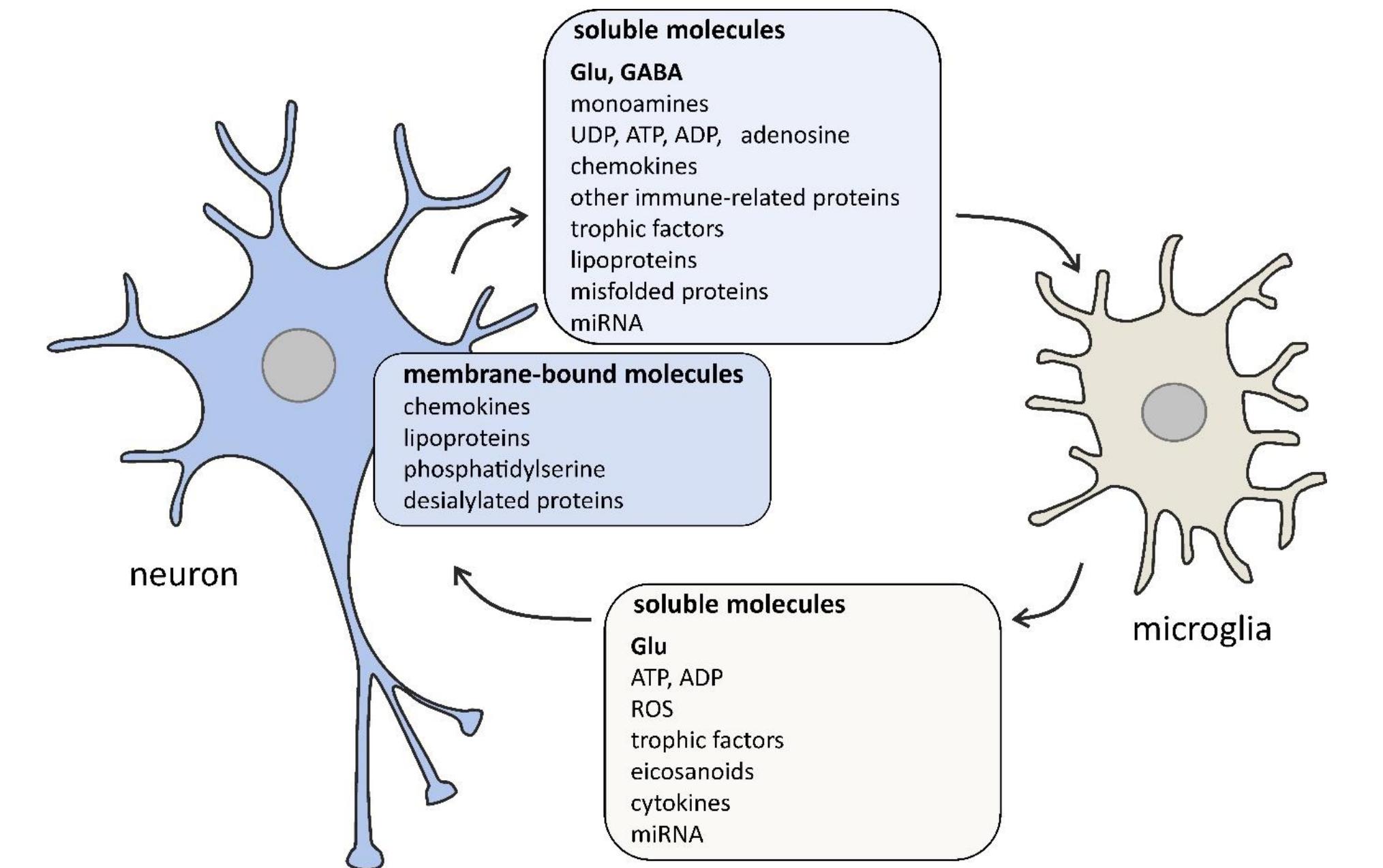 (PDF) Glutamate and GABA in Microglia-Neuron Cross-Talk in Alzheimer’s ...