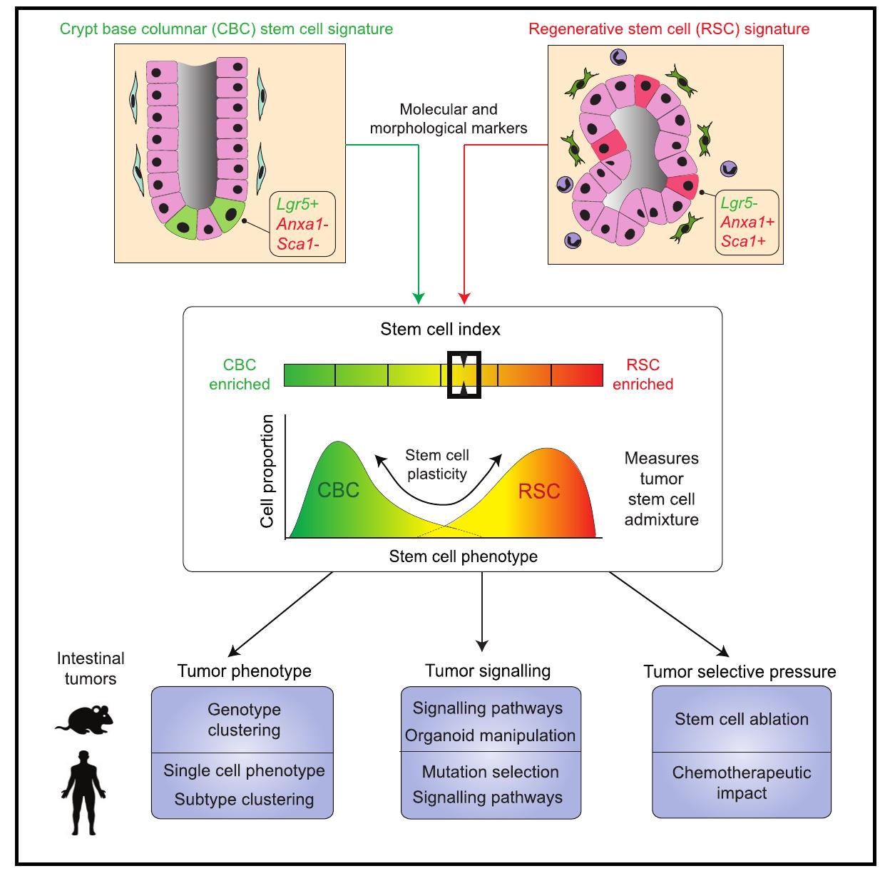 (PDF) Dynamic and adaptive cancer stem cell population admixture in ...