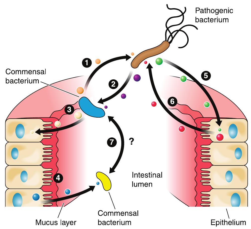 Microbial Signalling (PDF) Gut Microbiota in Health and Disease
