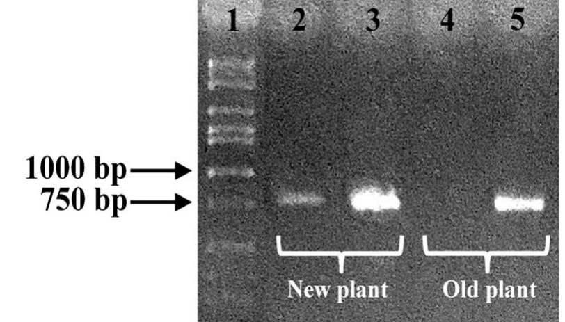 Amplification of the mat k barcoding region (~ 850 bp;