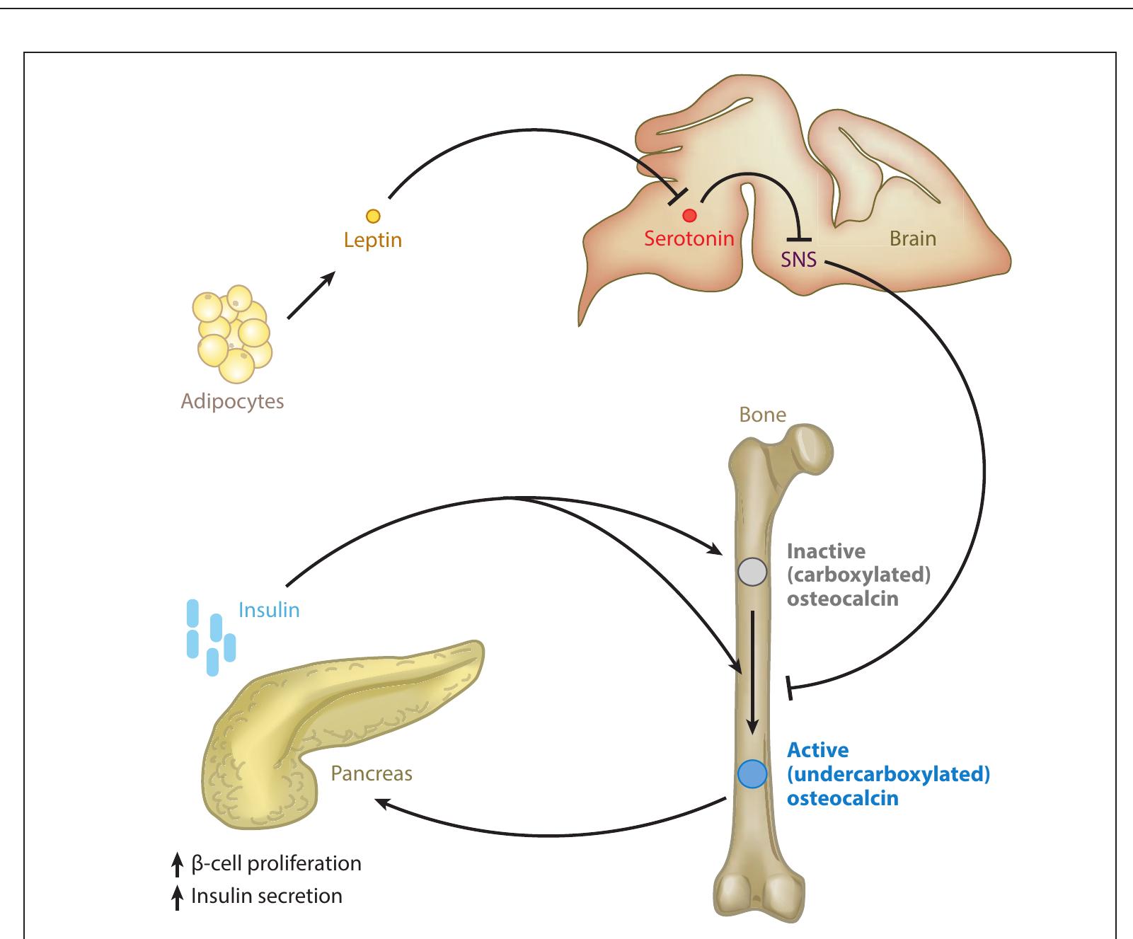 (PDF) The bone hormones and their potential effects on glucose and ...