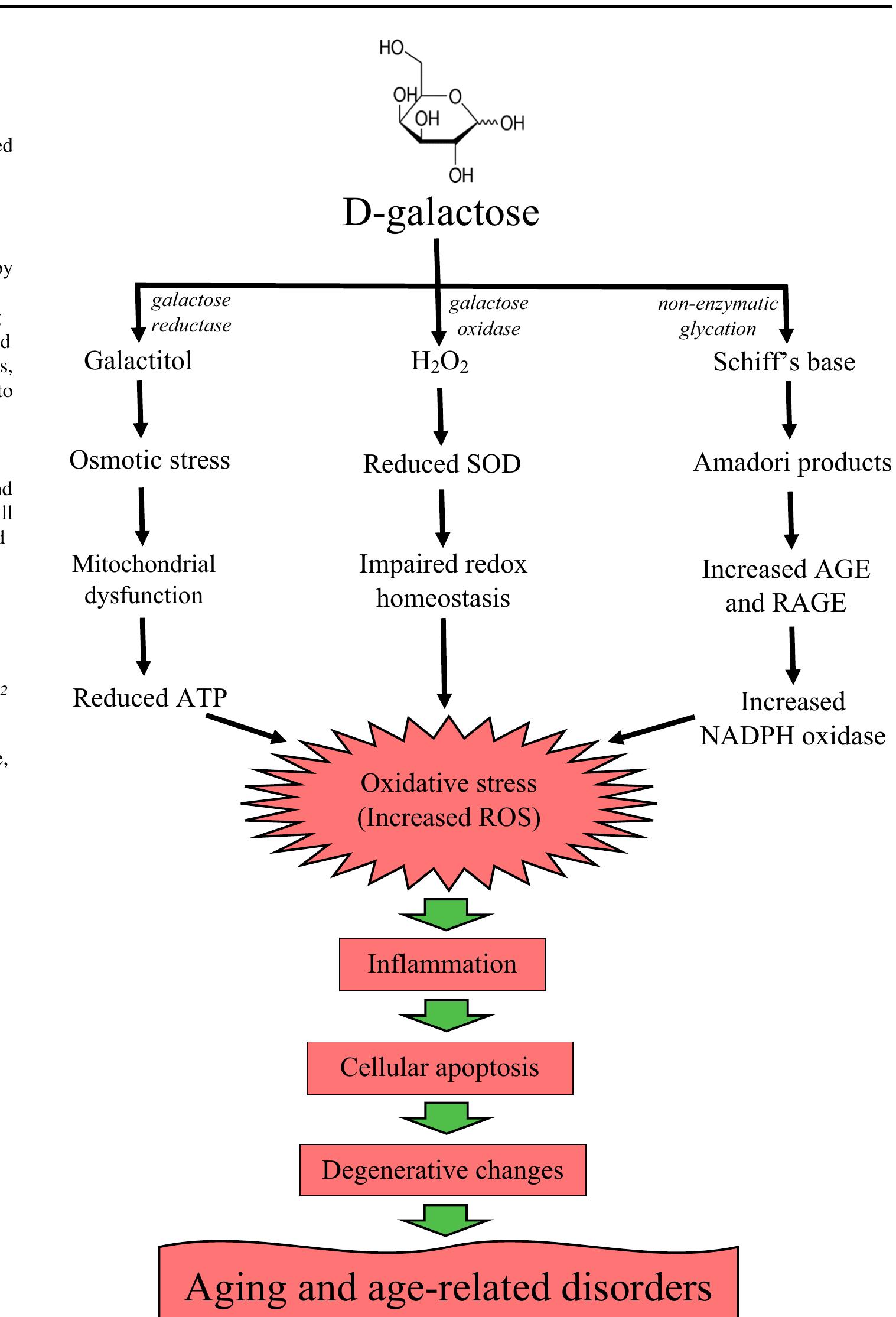 (PDF) d-Galactose-induced accelerated aging model: an overview