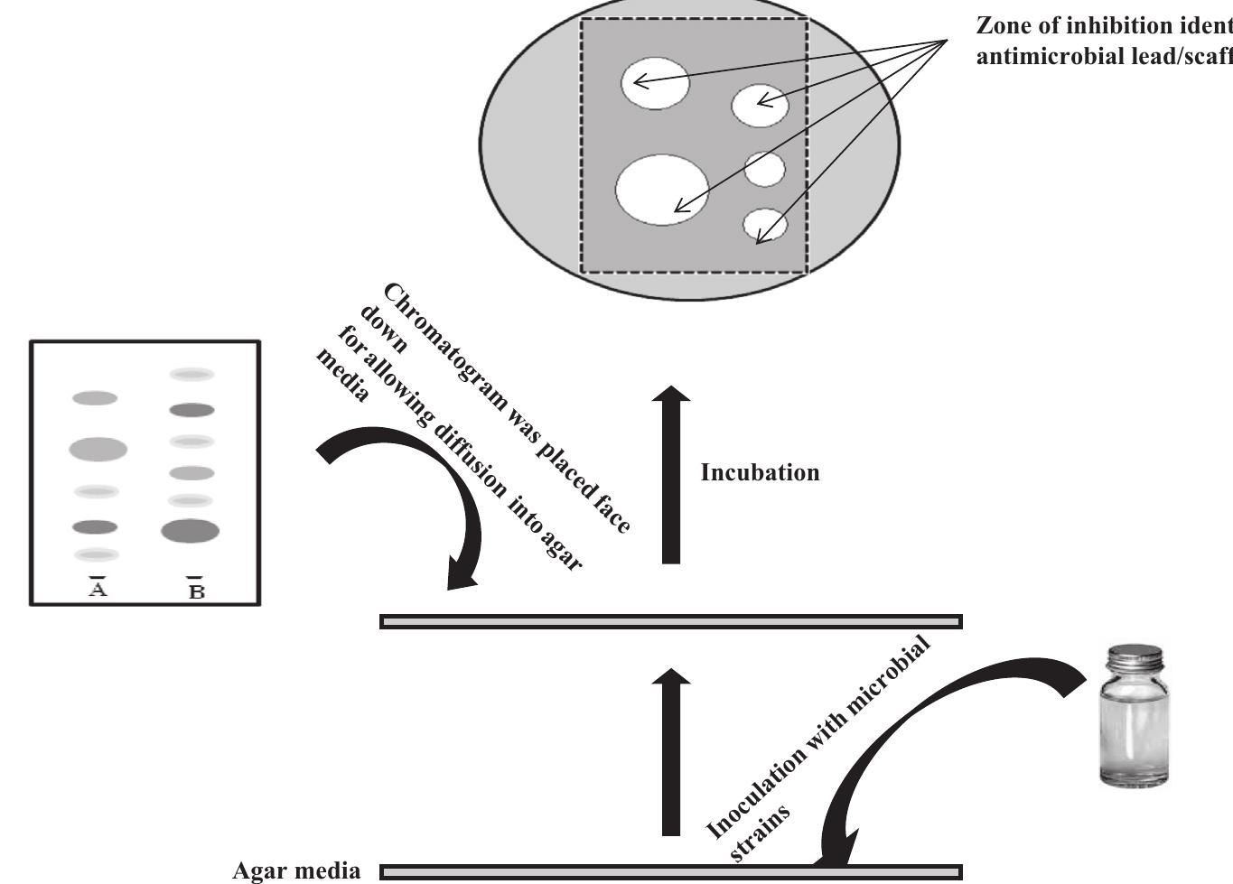 (PDF) Bioautography and its scope in the field of natural product chemistry
