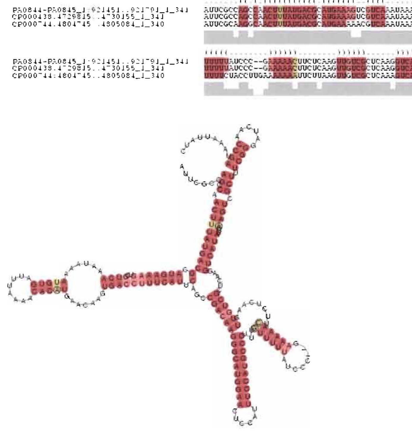 Figure 39 - Computationally identifying novel essential