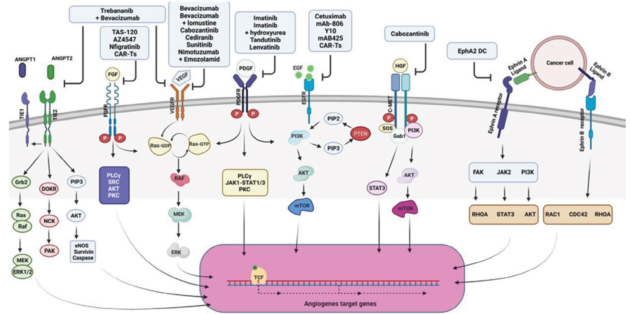 (PDF) Angiogenesis and Its Targeting in Glioblastoma with Focus on ...