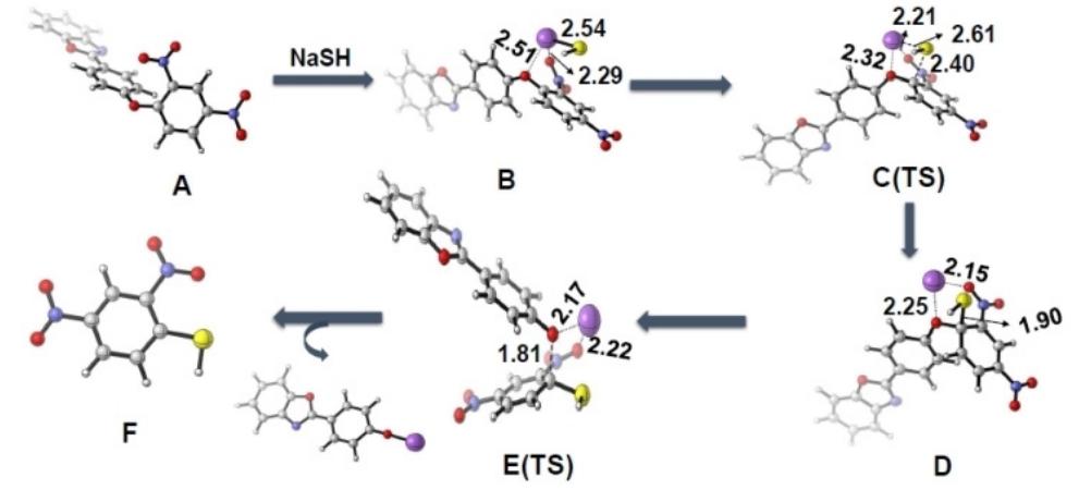 Proposed reaction mechanism illustrated by ts-study. where