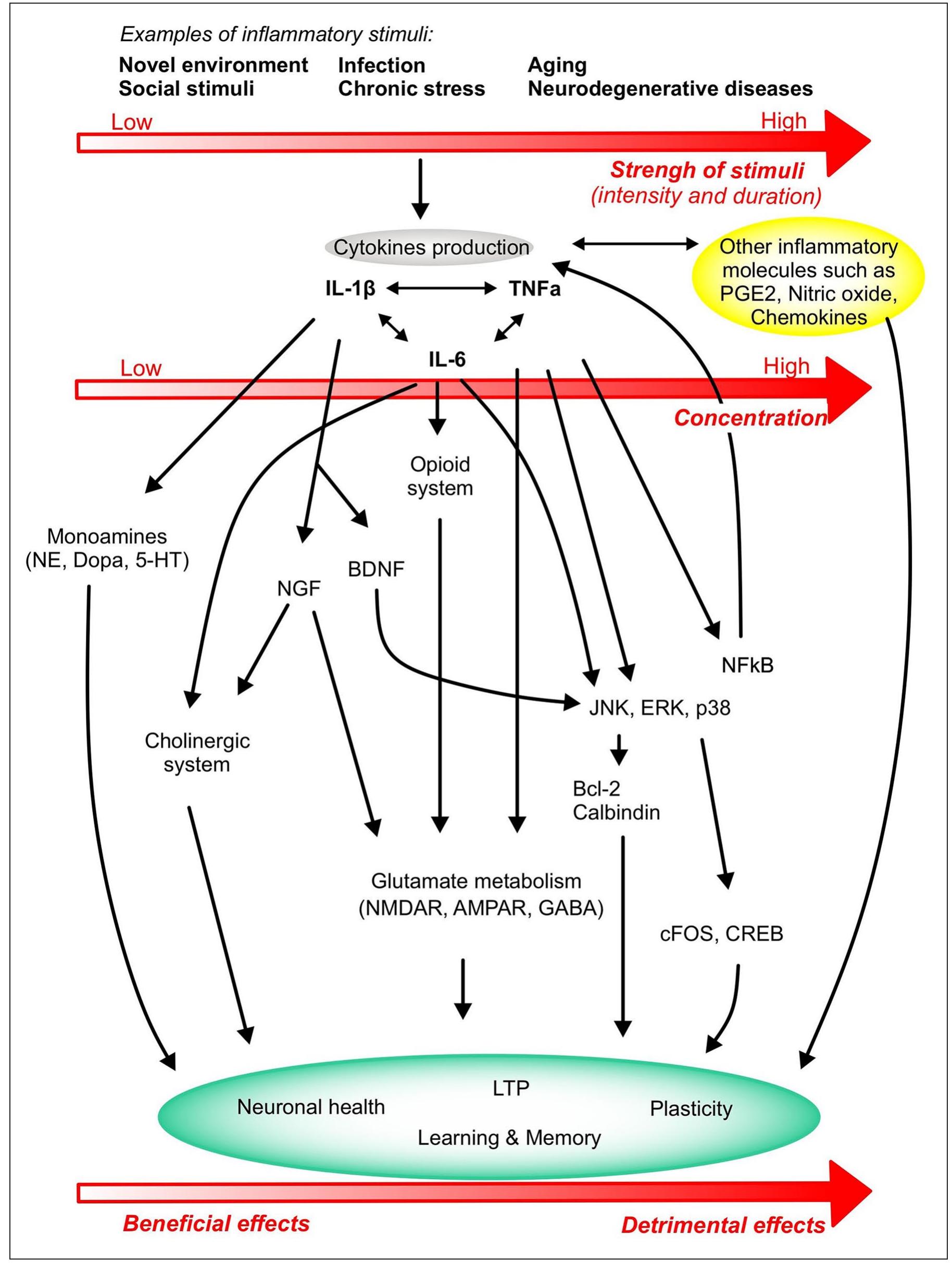Overview of the major mechanisms of action of cytokines on