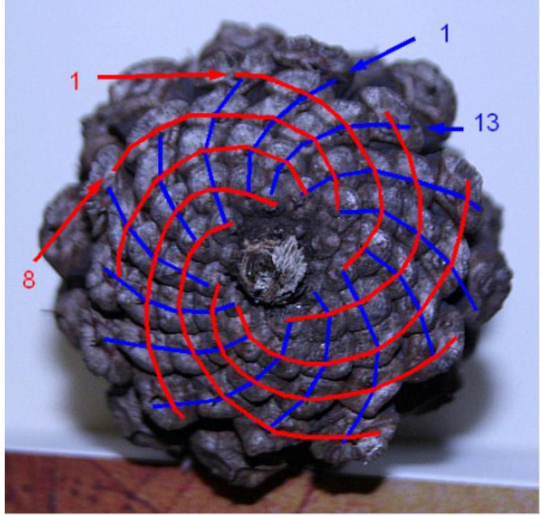 (PDF) On the origin of the Fibonacci Sequence