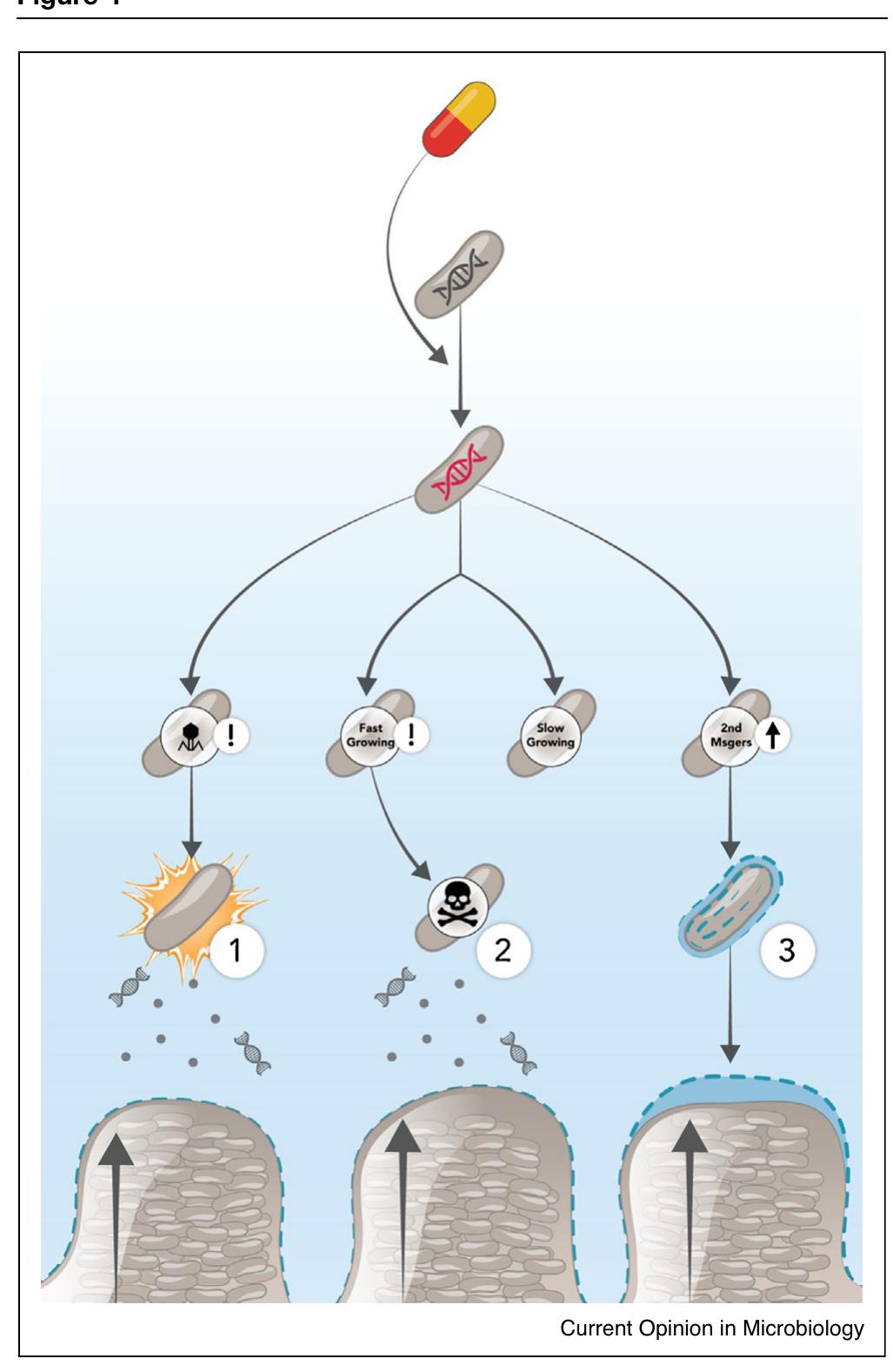 (PDF) Mechanisms of biofilm stimulation by subinhibitory concentrations ...