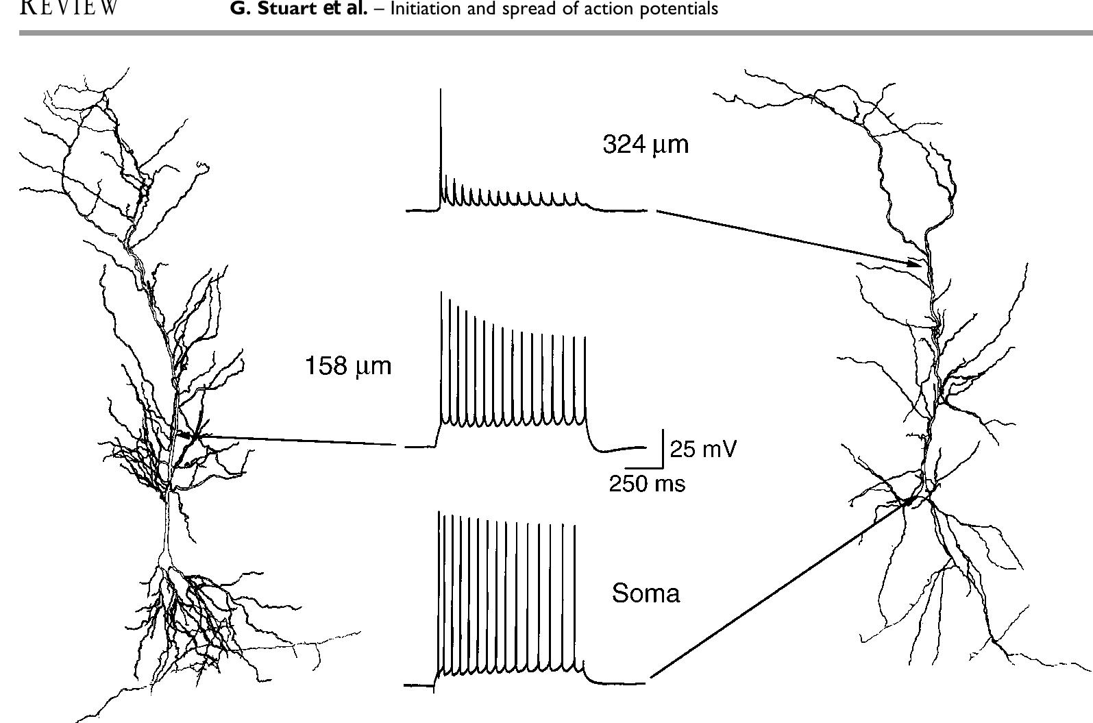 (PDF) Action potential initiation and backpropagation in neurons of the ...