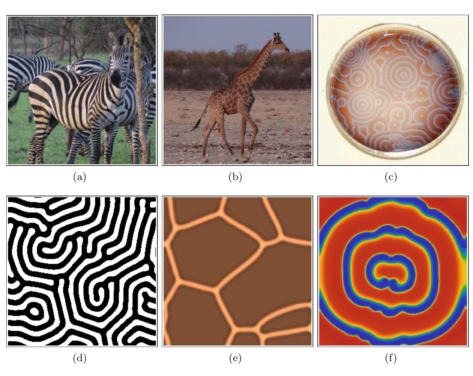 (PDF) Analyzing Pattern Formation in the Gray--Scott Model: An XPPAUT ...