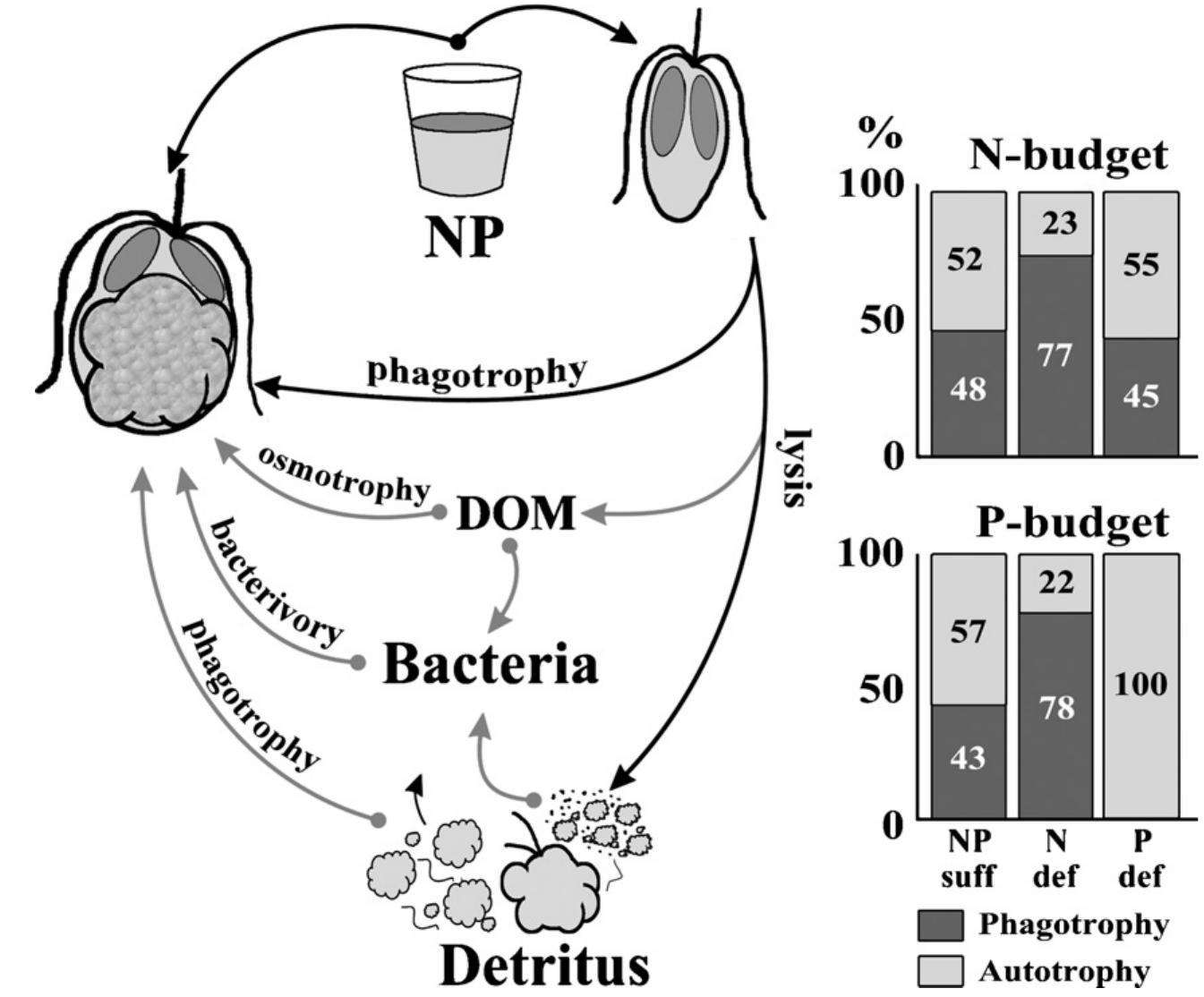 Conceptual model of p. parvum mixotrophic nutrition when