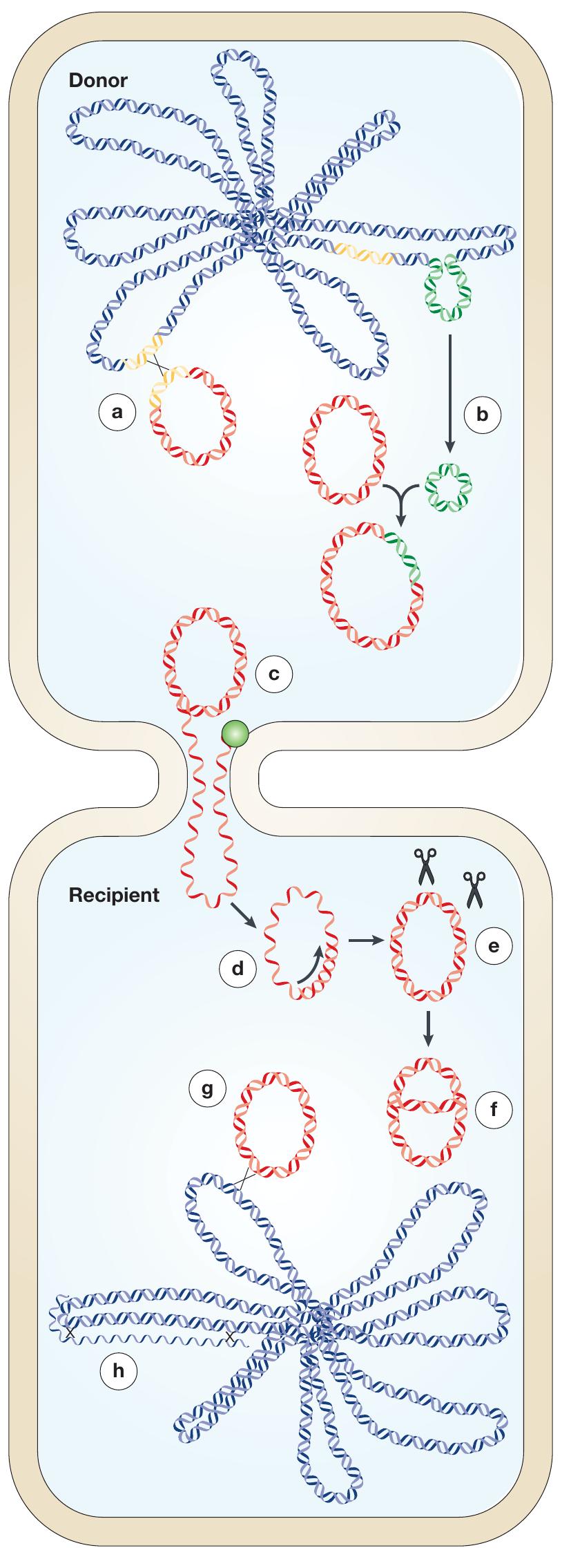 (PDF) Mechanisms of, and Barriers to, Horizontal Gene Transfer between ...